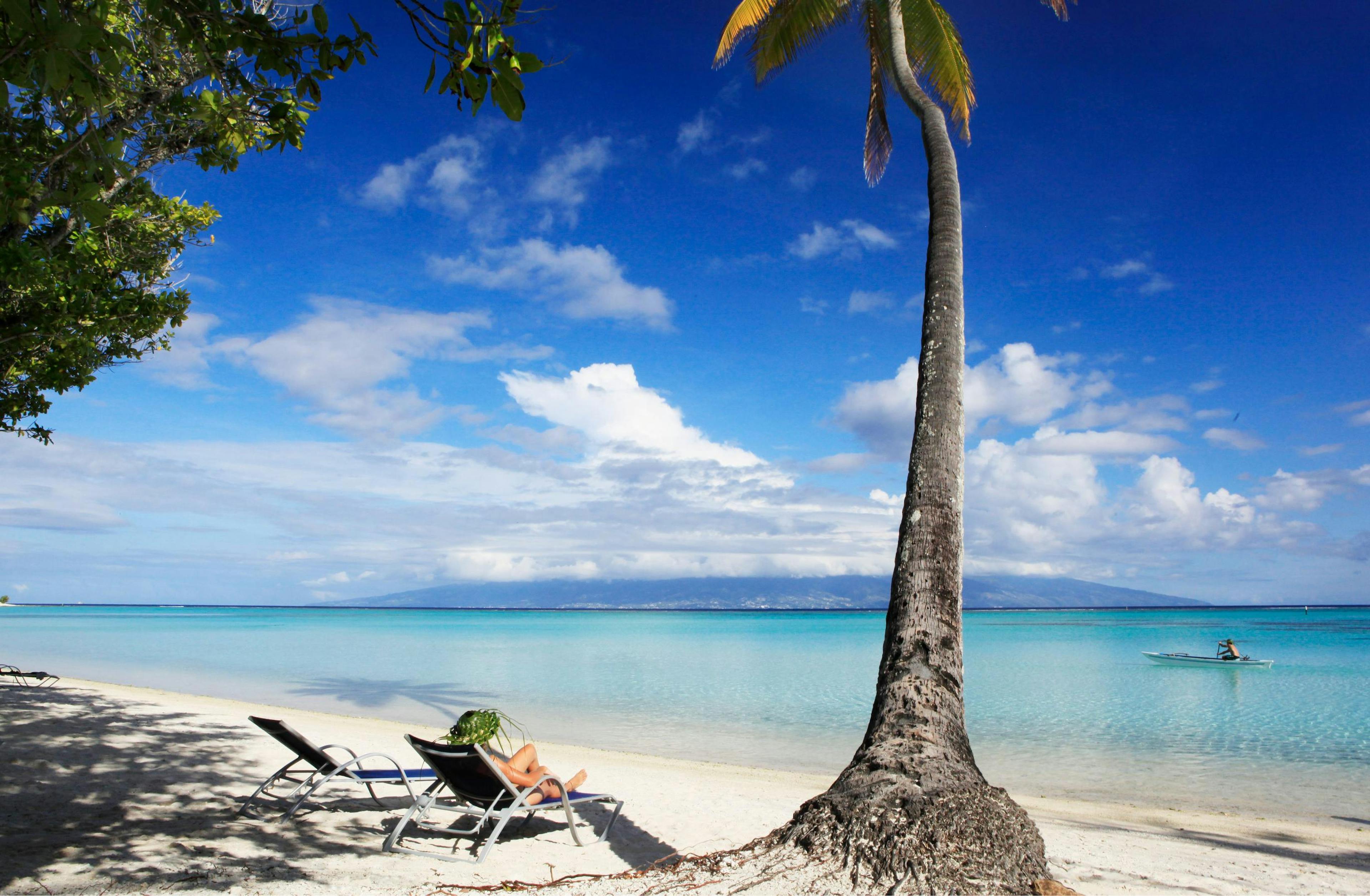 Moorea's coconut tree on the beach