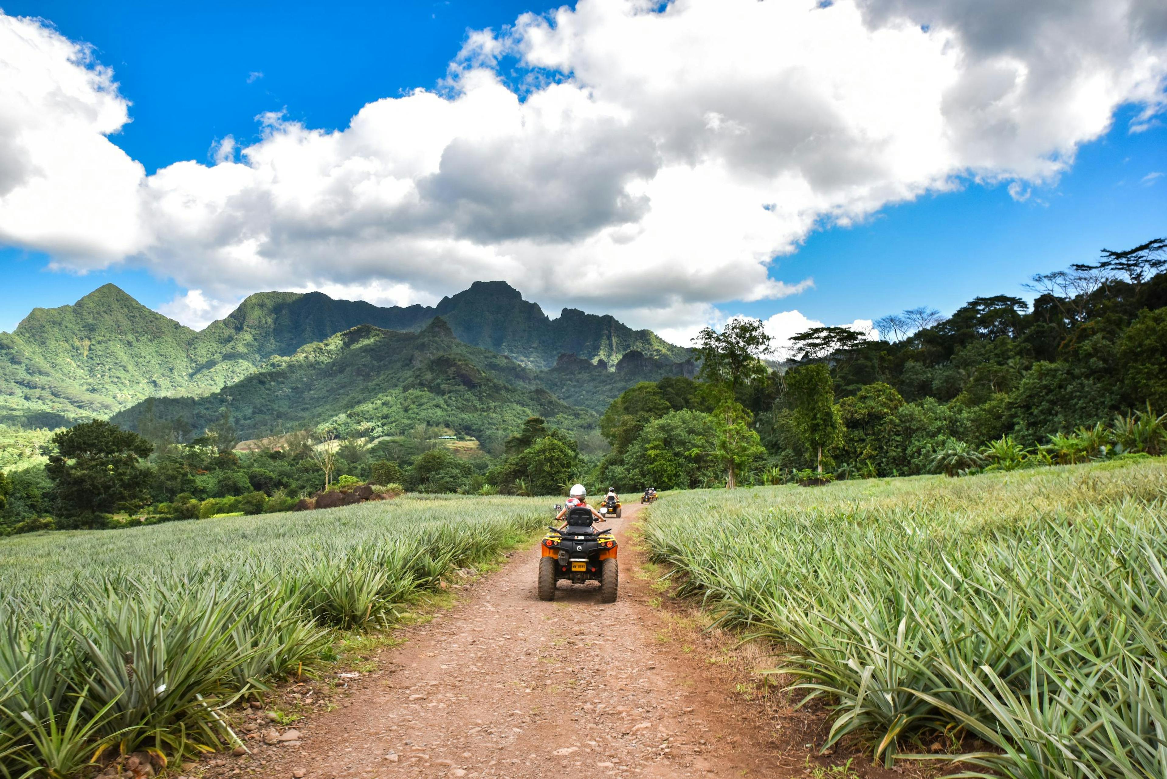 Moorea pineapple field