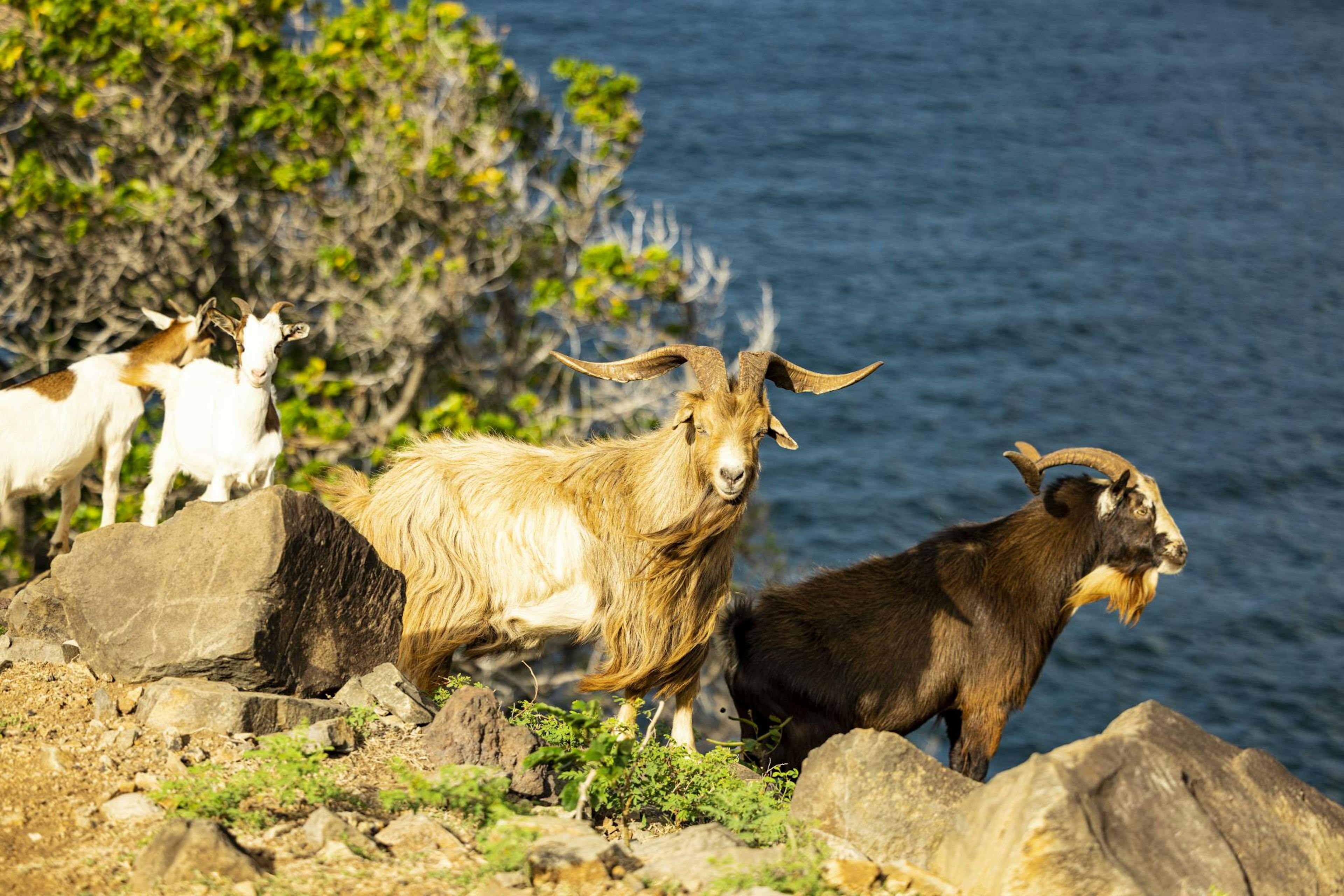 Herd of goats