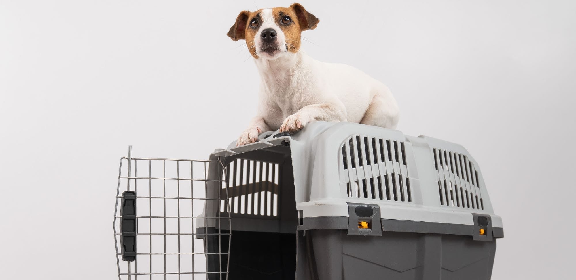 Un petit chien de race Jack Russell Terrier assis sur une cage de transport ouverte, sur un fond blanc. Le chien a l'air curieux et est attentif à ce qui se passe autour de lui.