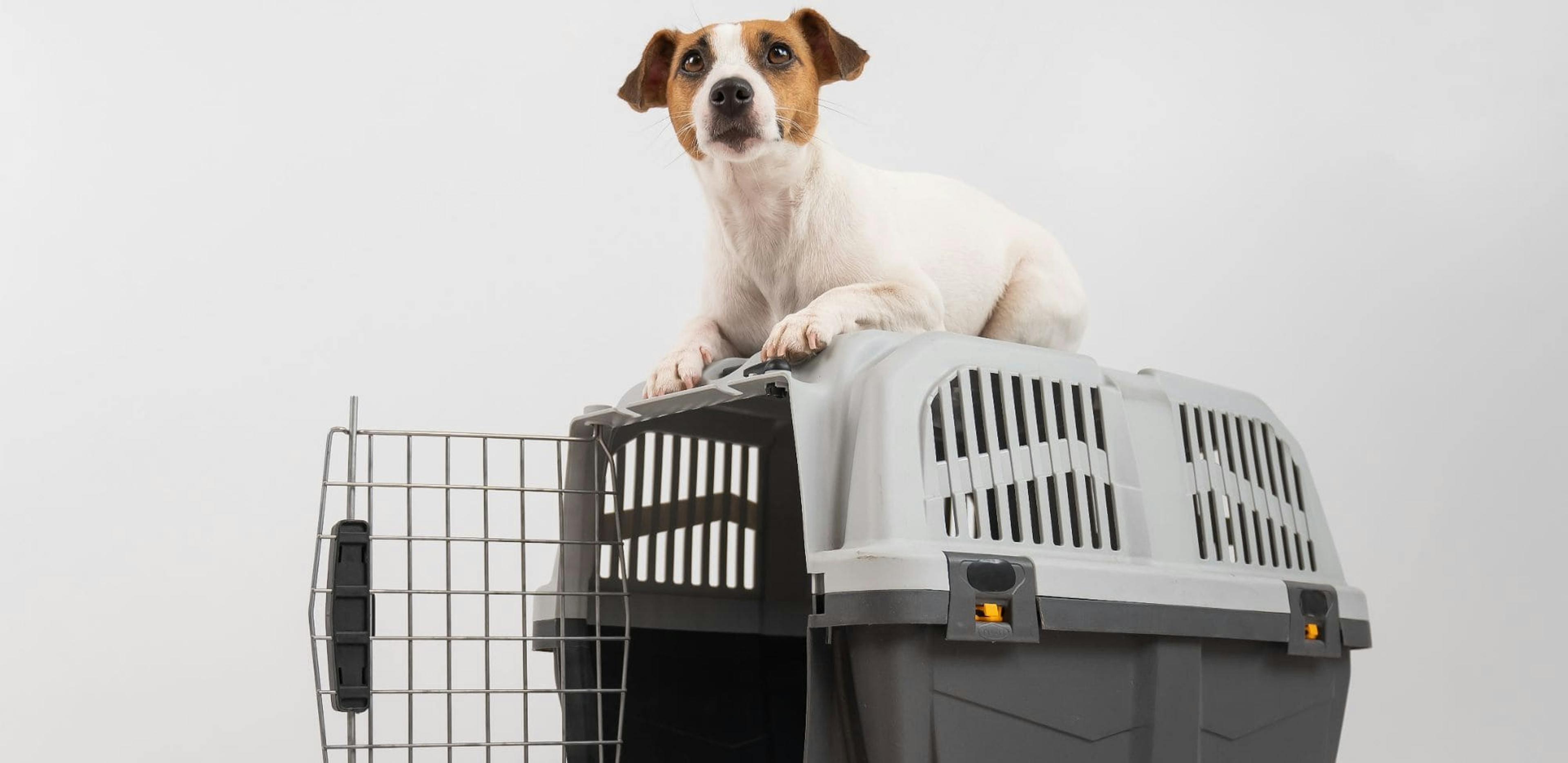 A small Jack Russell Terrier dog sitting on top of an open pet carrier, against a white background. The dog looks curious and attentive to its surroundings.