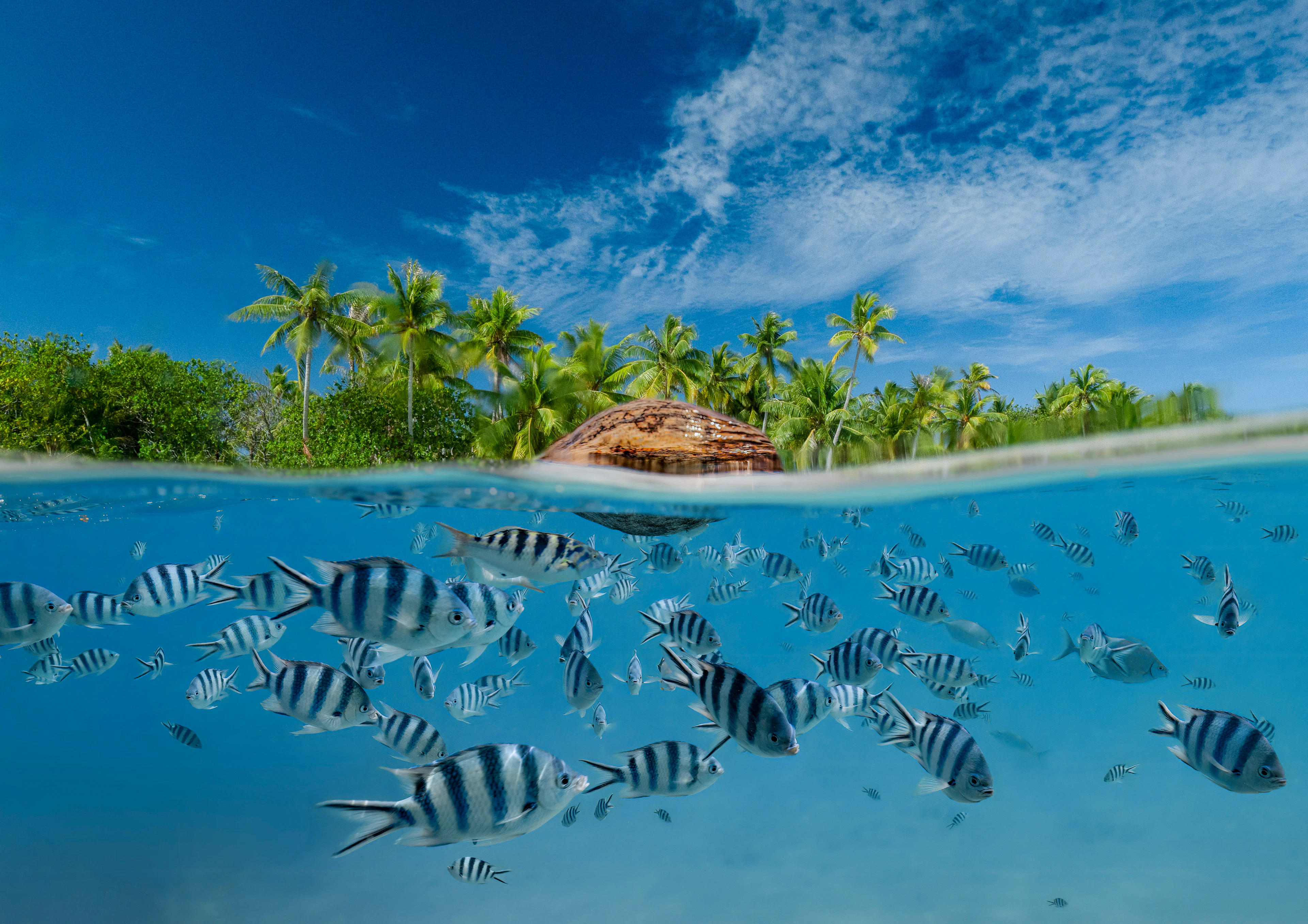 Vue sous marine de Fakarava