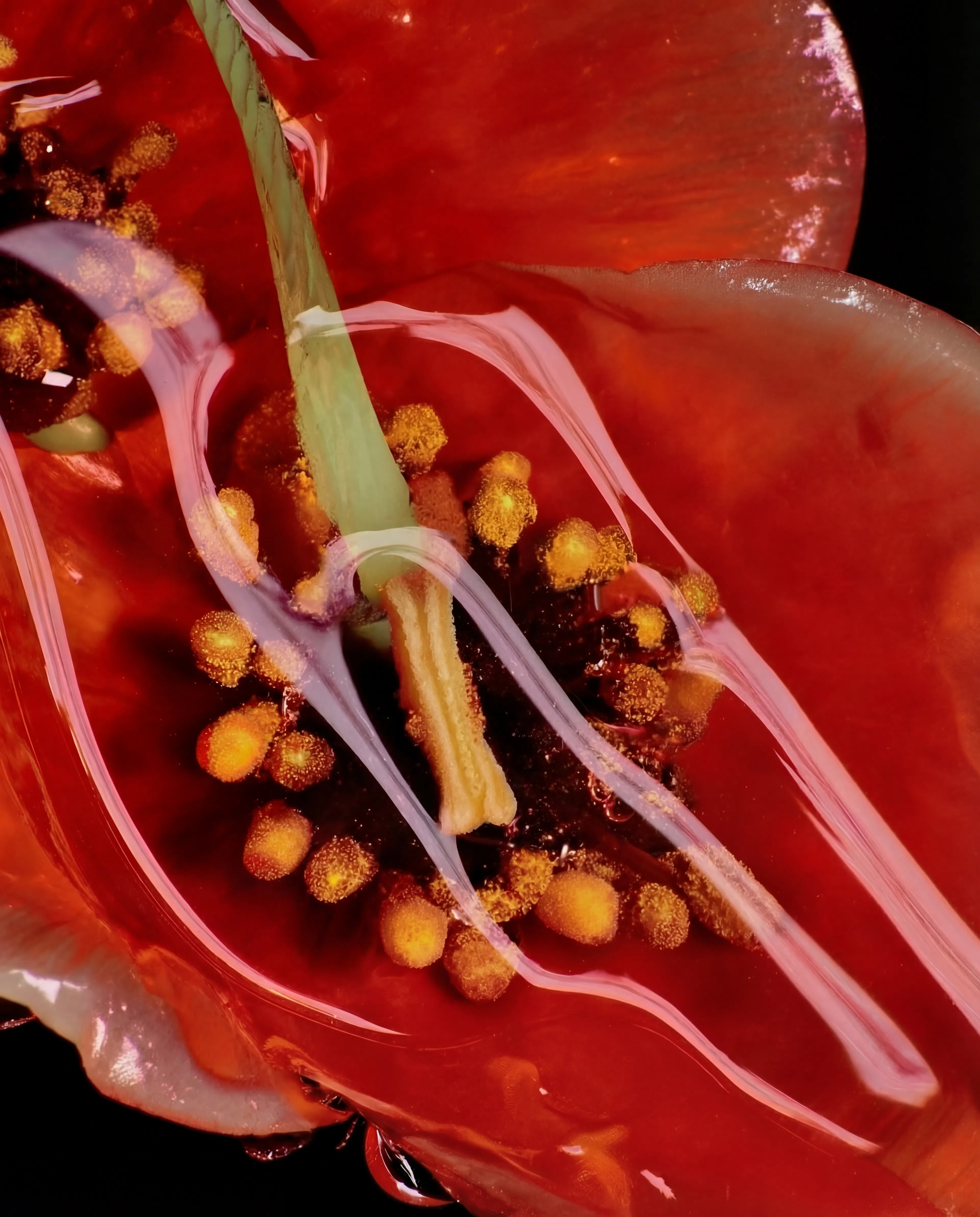 fleur rouge