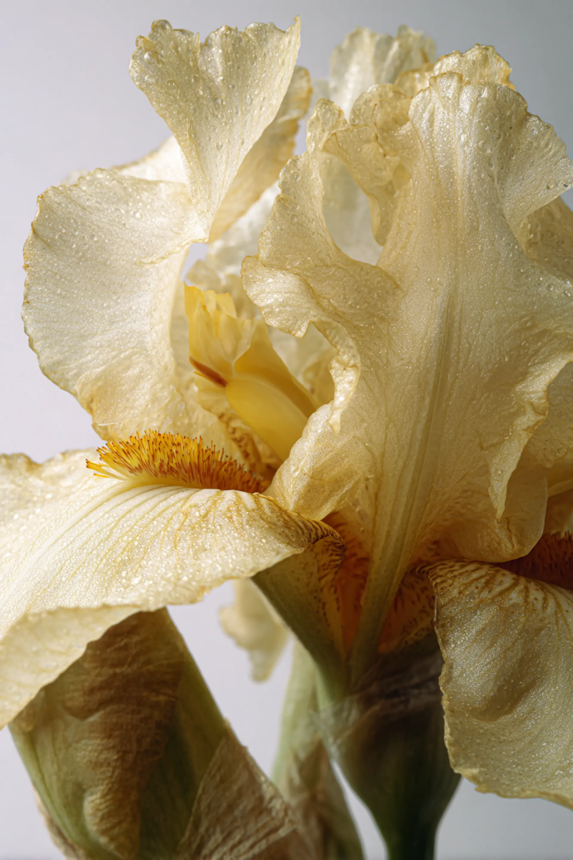 fleur jaune