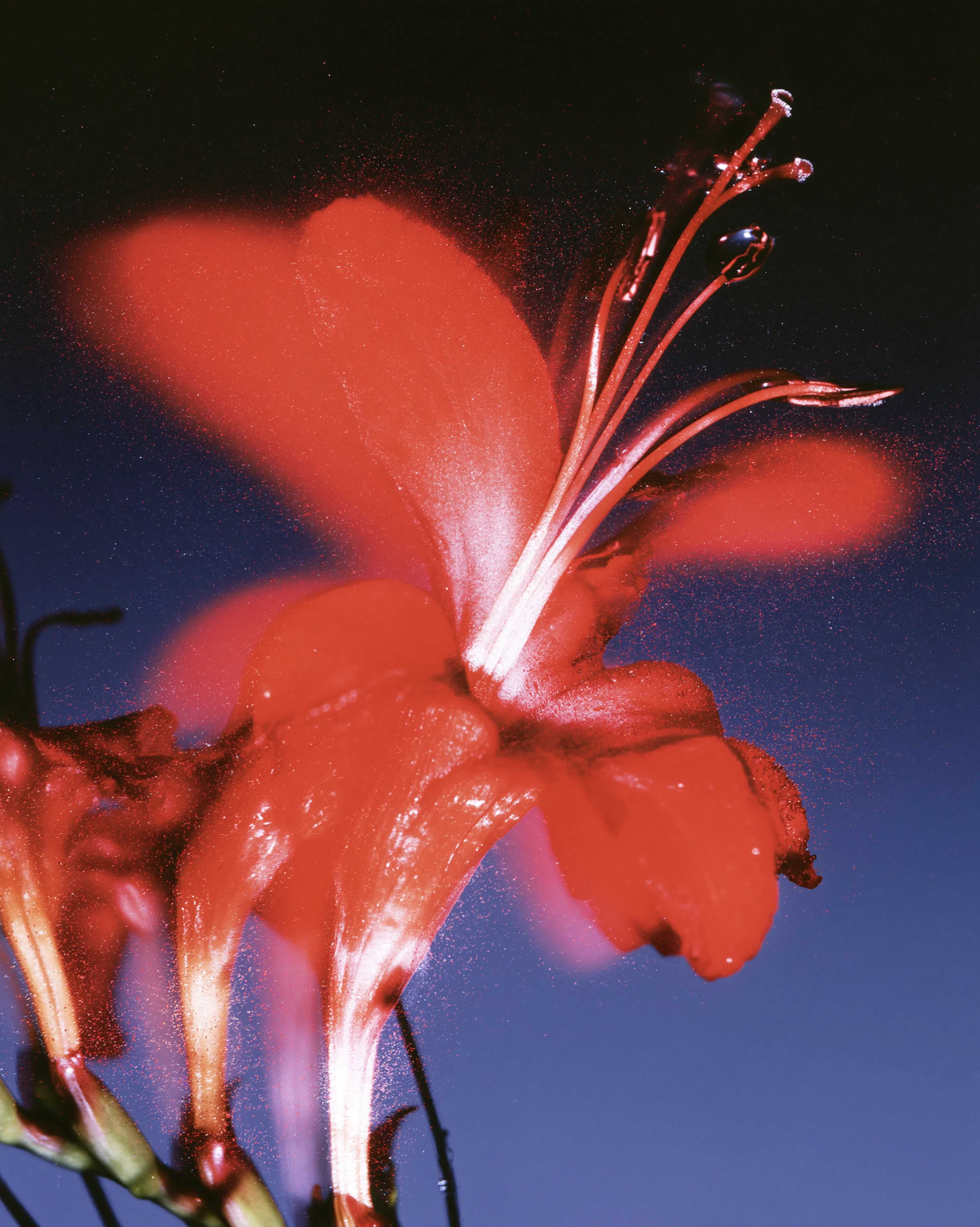 fleur rouge effet flou