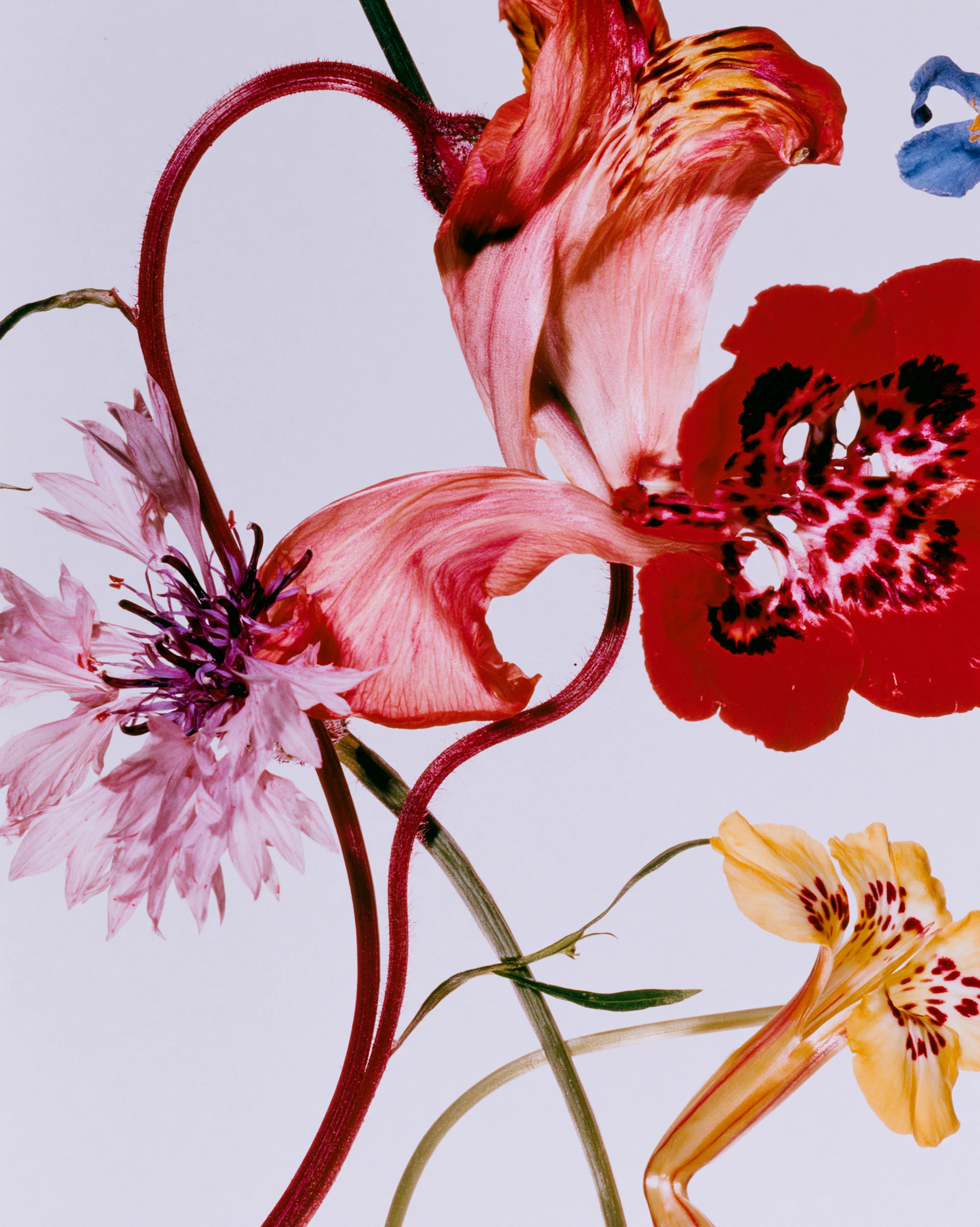 fleurs