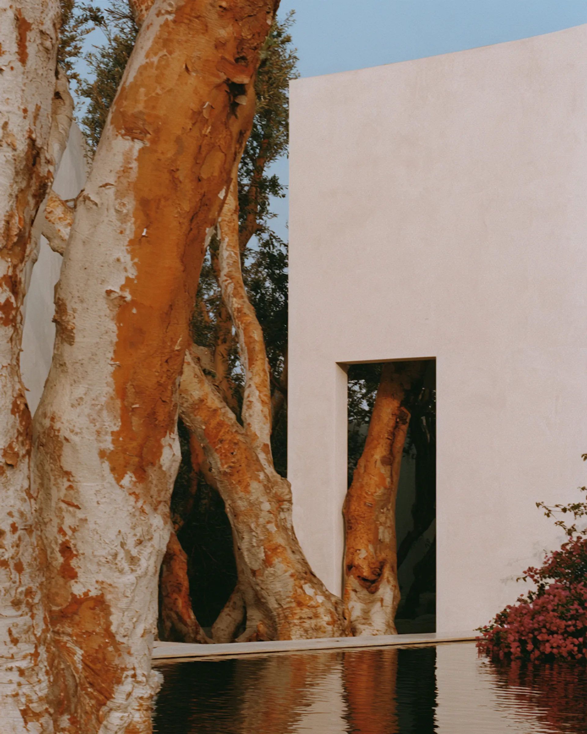 maison avec arbre rentrant dans la fenetre 