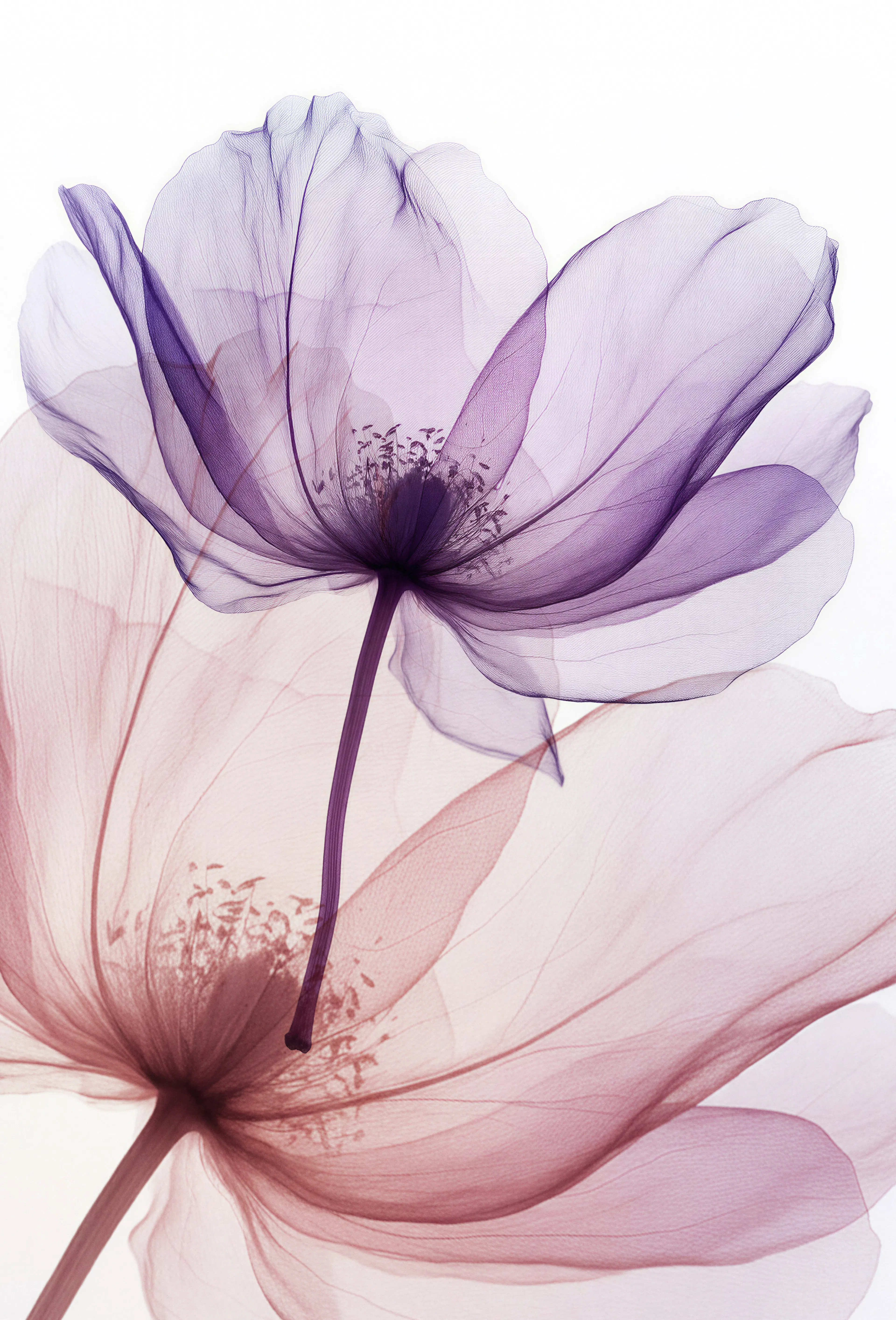 fleurs transparentes rose et violette
