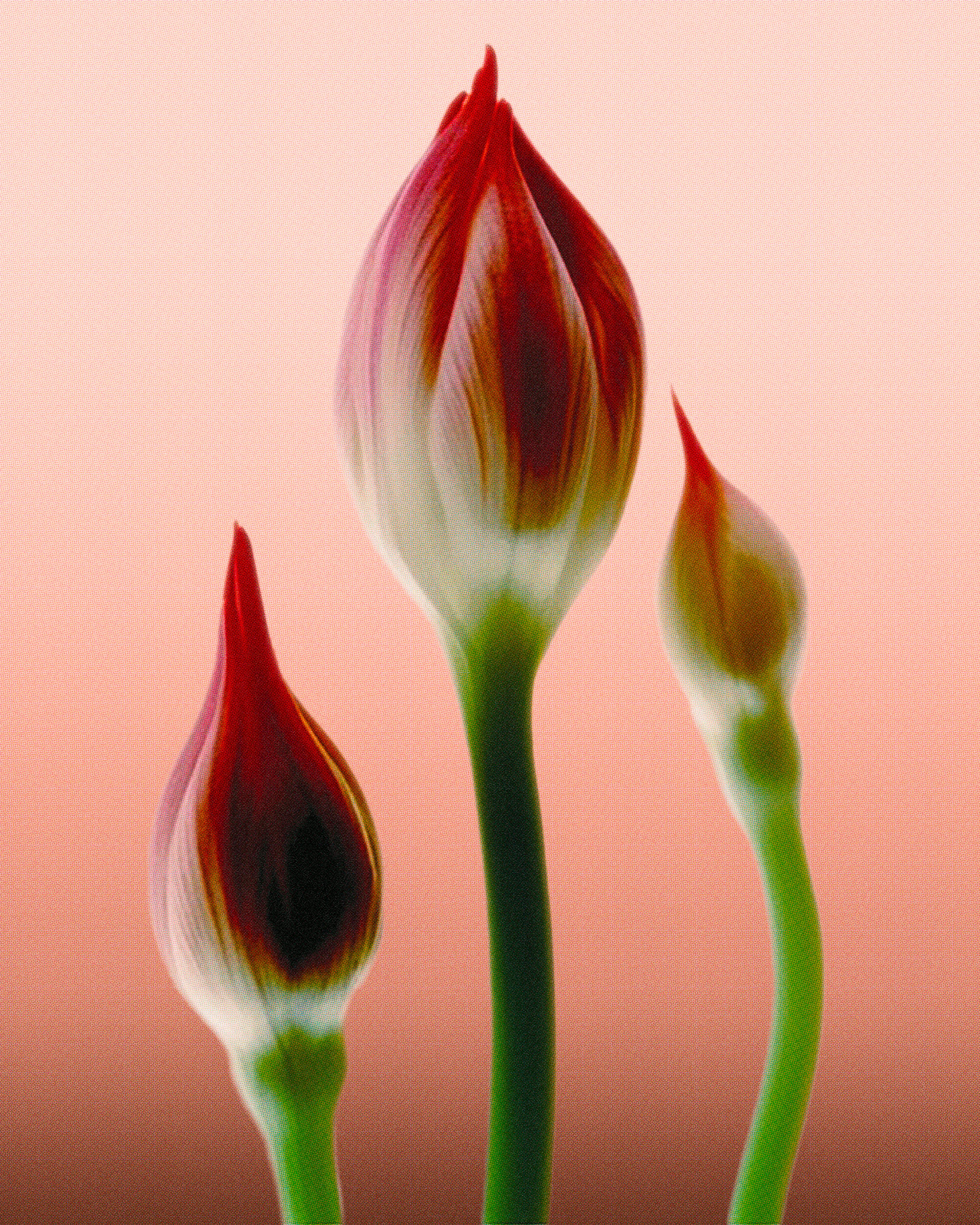 three closed pink flowers