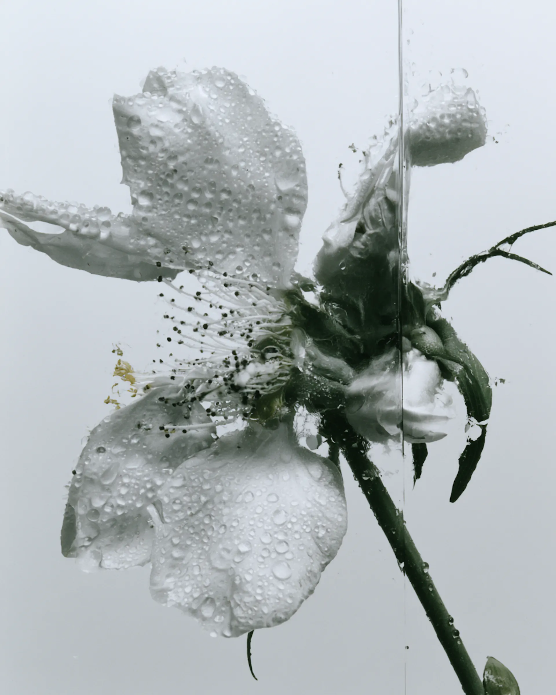 fleur blanche