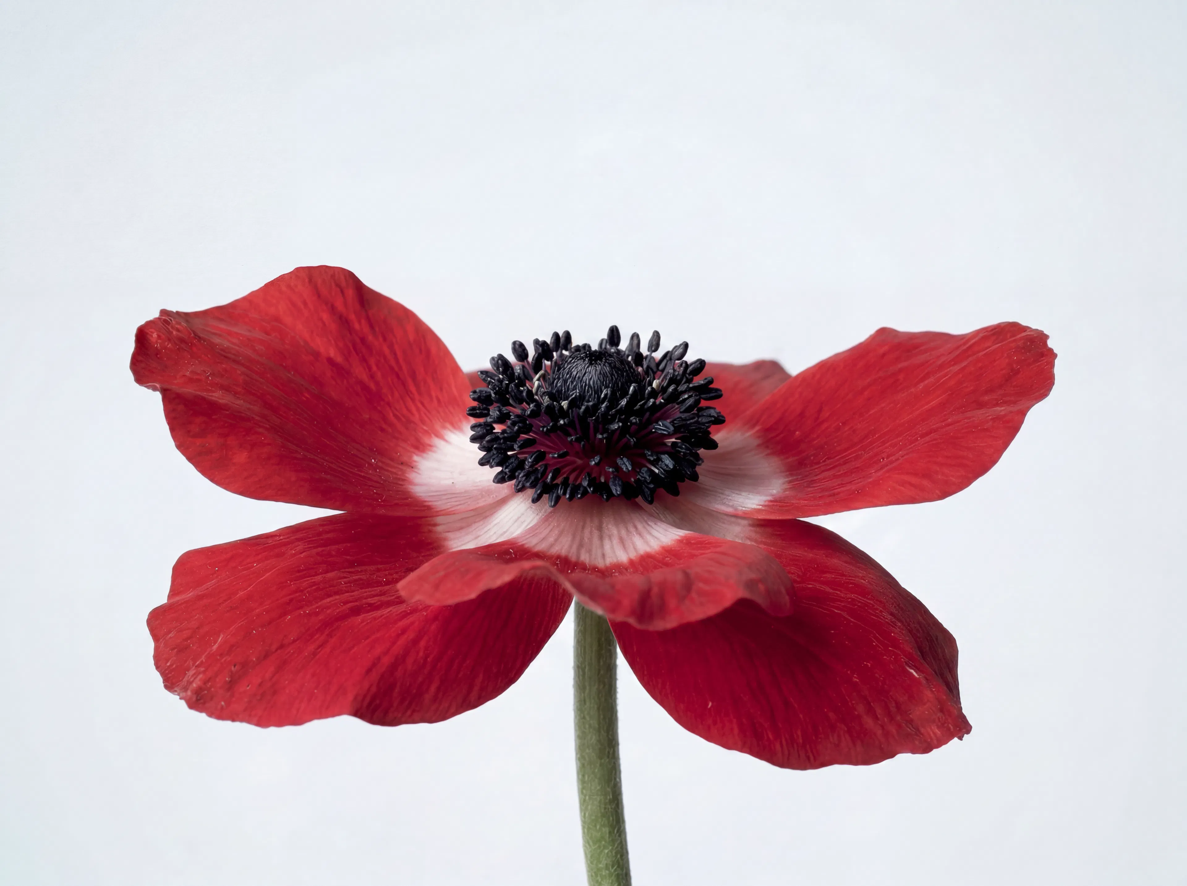fleur