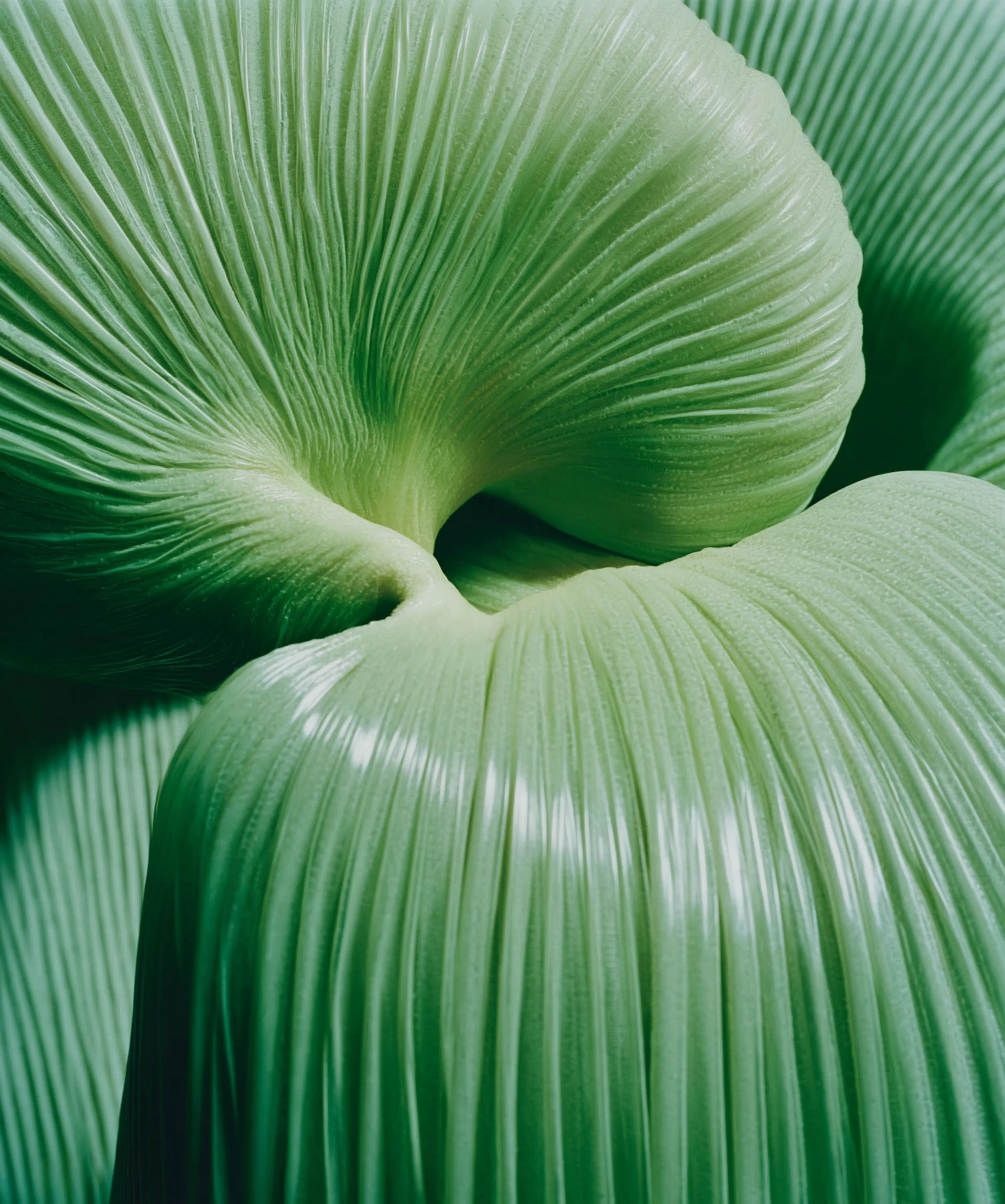 texture verte 