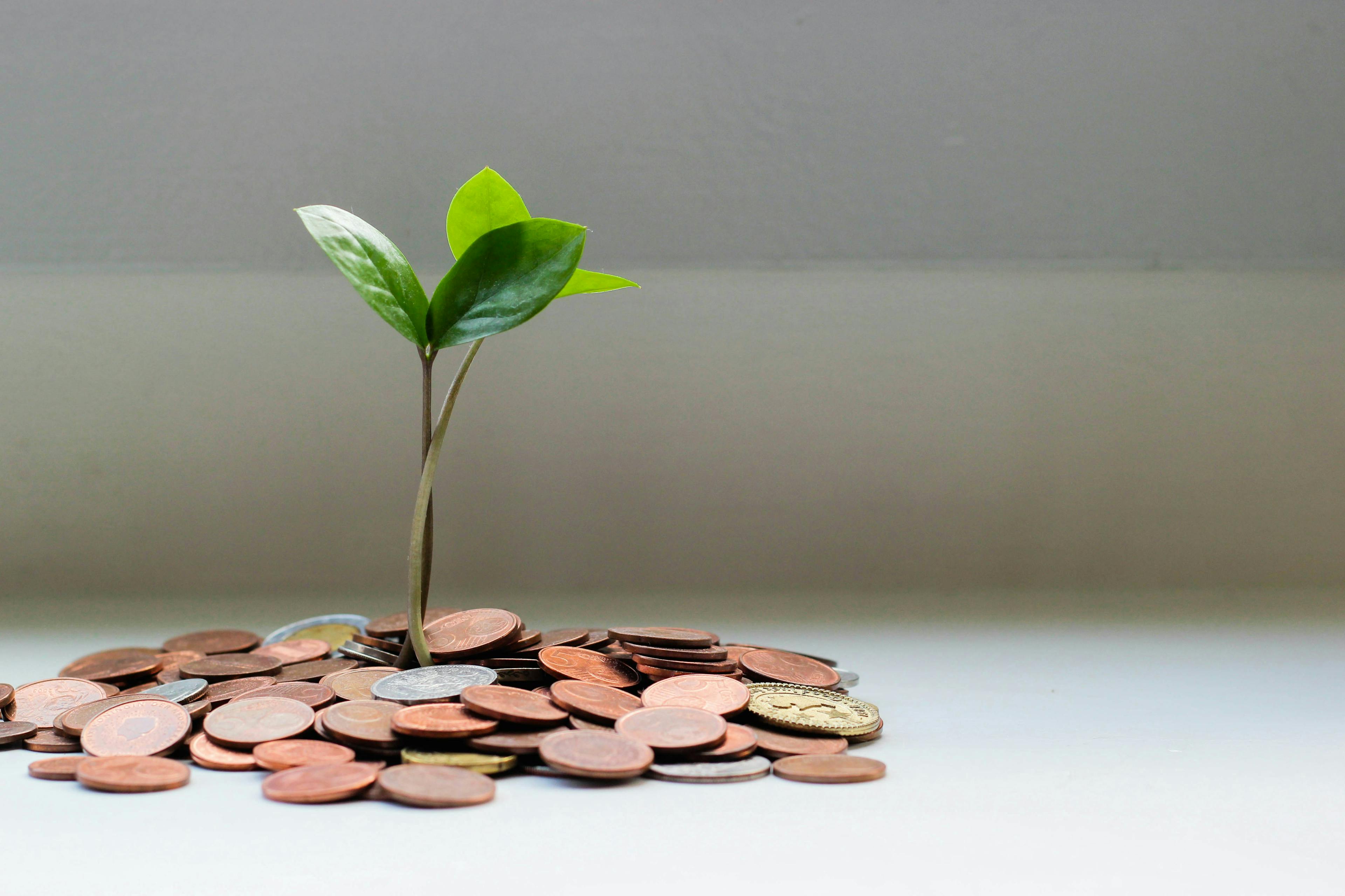 A picture of a seed growing from coins
