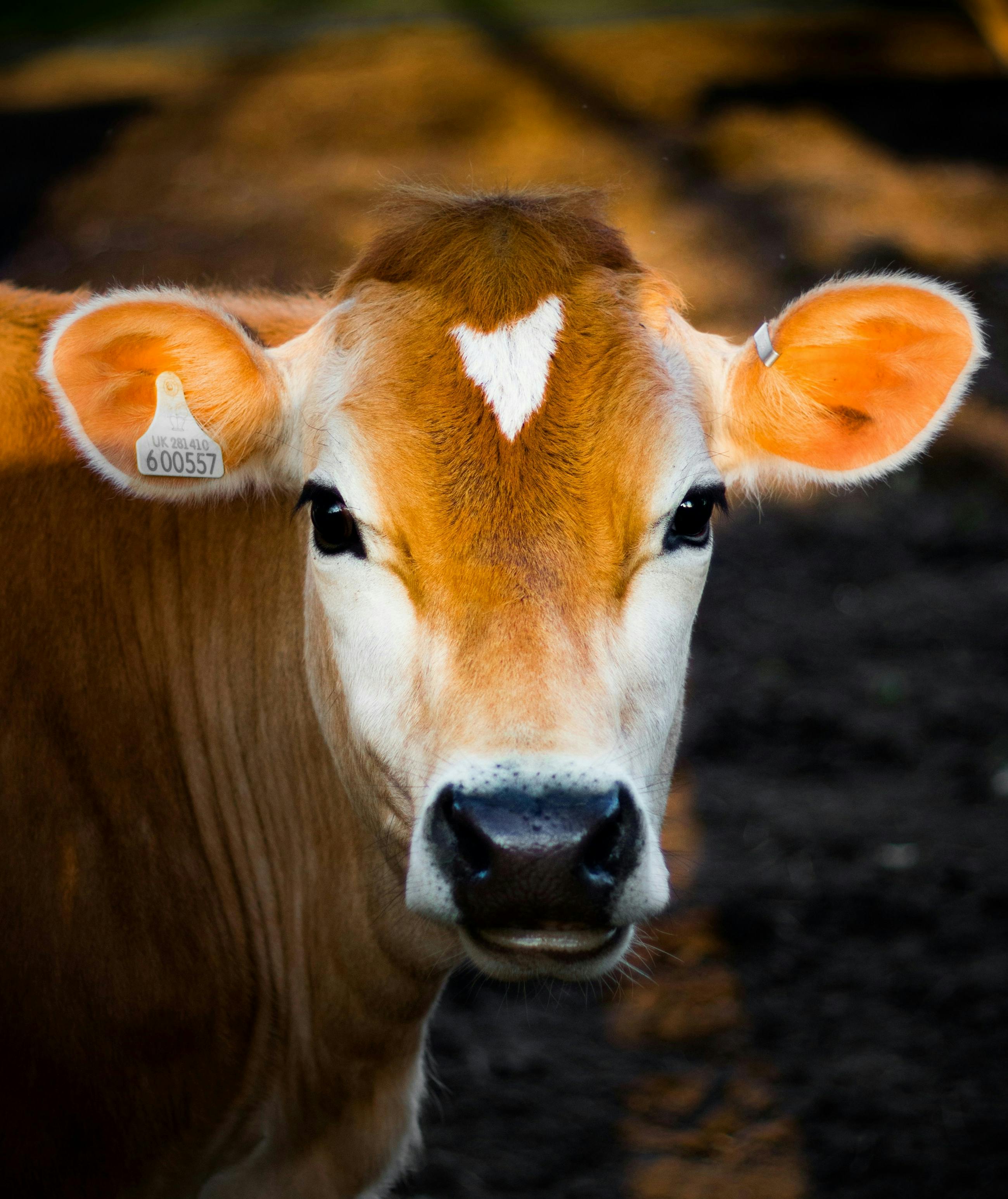 Picture of a cow