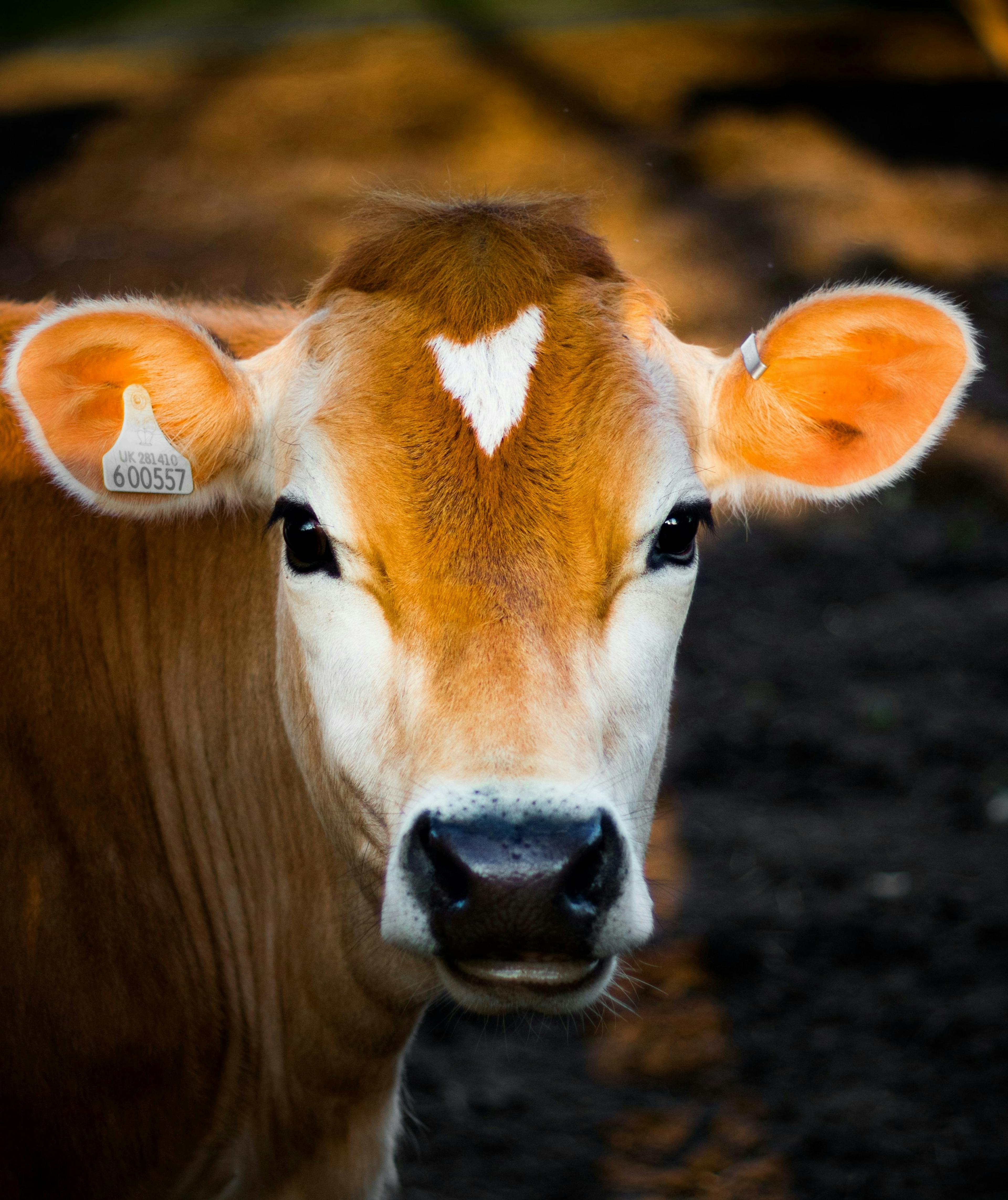 Picture of a cow