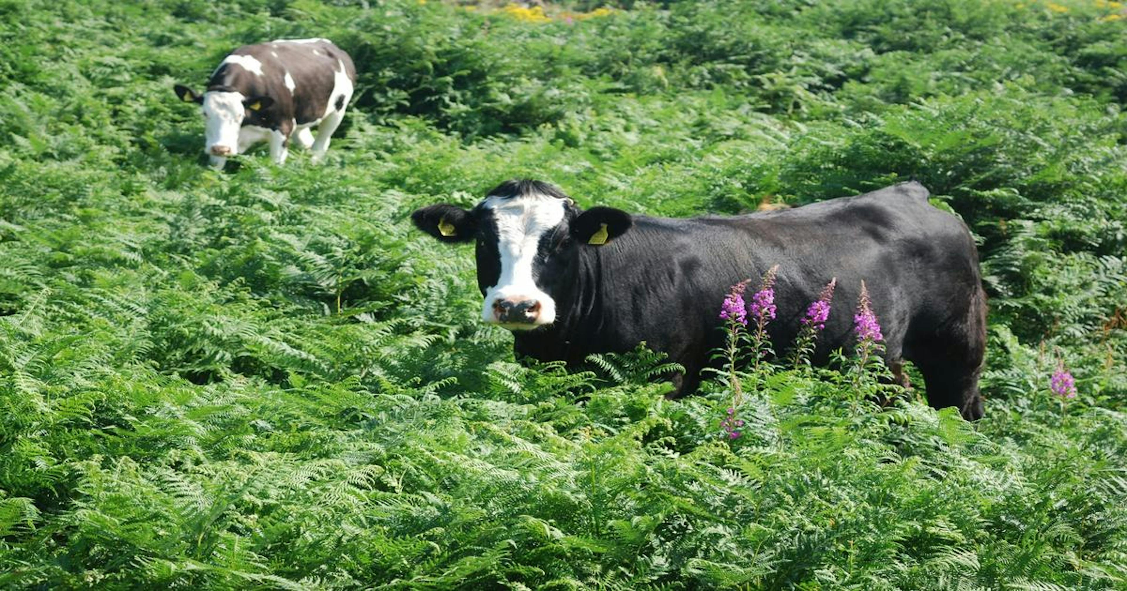 Picture of a cow