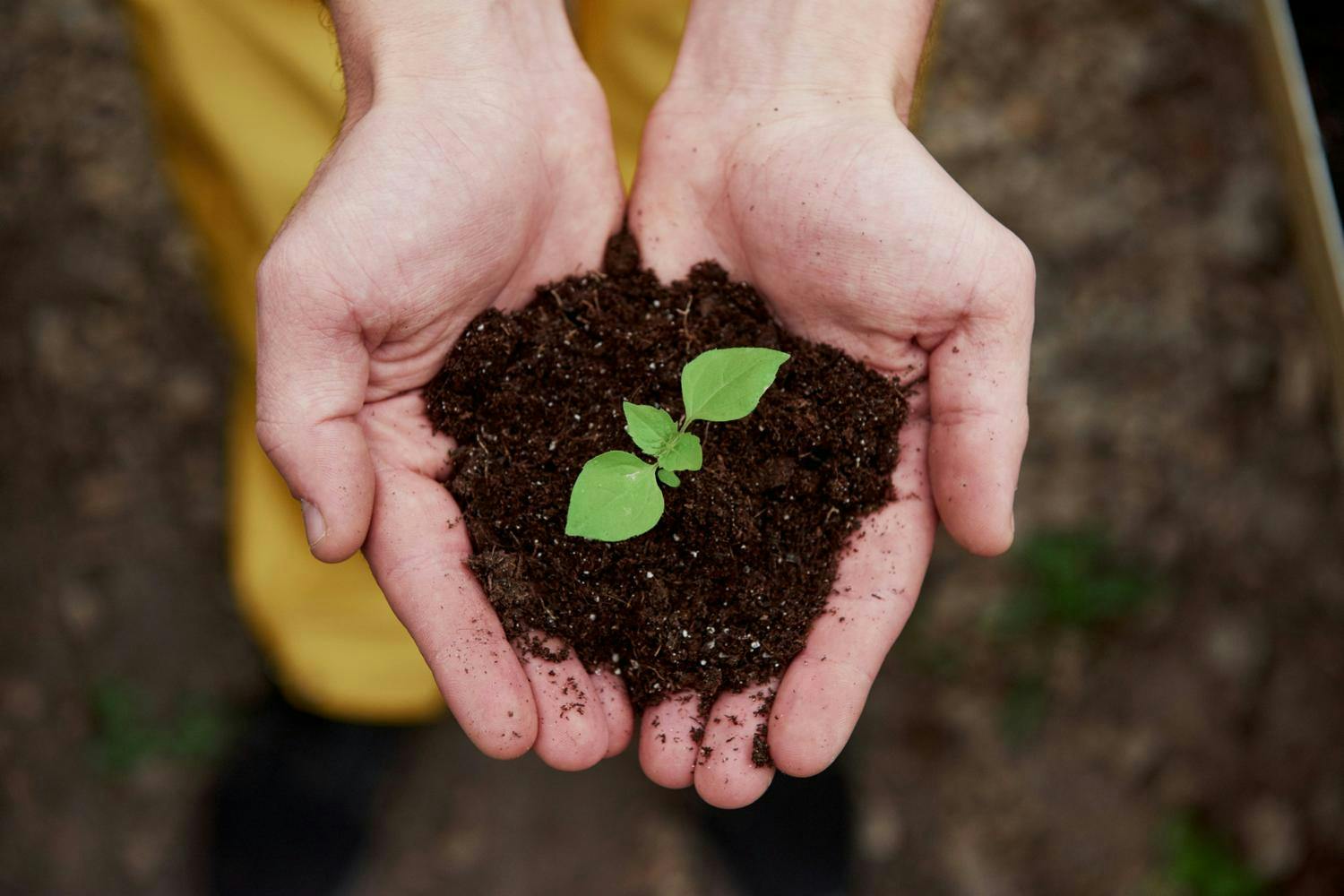 Plant in Hands