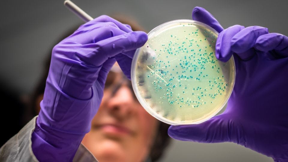 biologist observing a petri dish