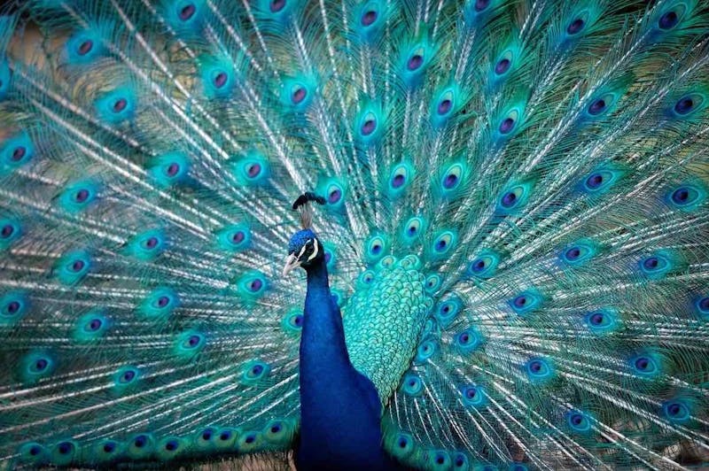 a peacock with it's feathers exposed