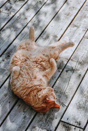 Cat sleeping without worrying anything