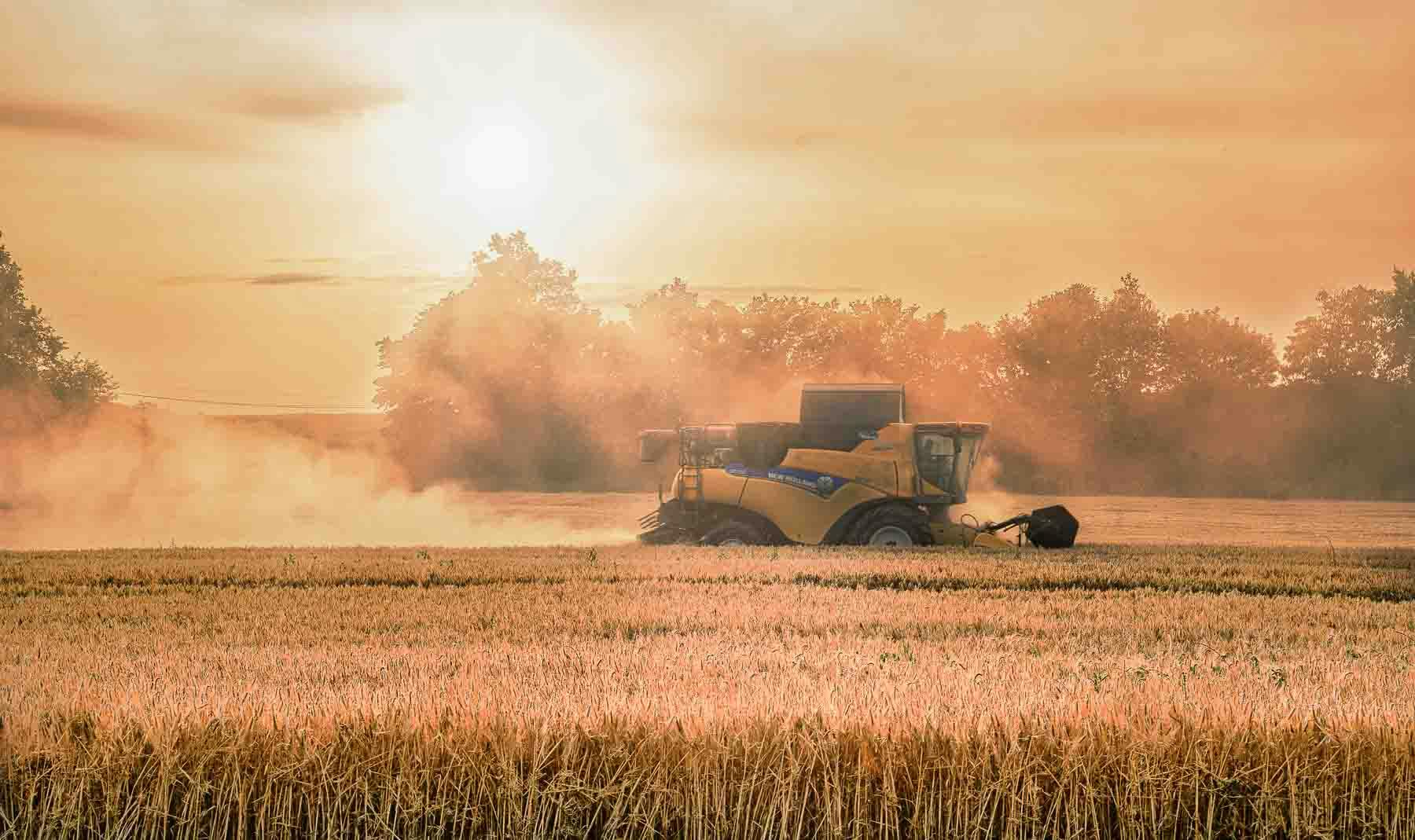 Moisseuneuse batteuse en activité dans un champ de blé, en fin de journée.