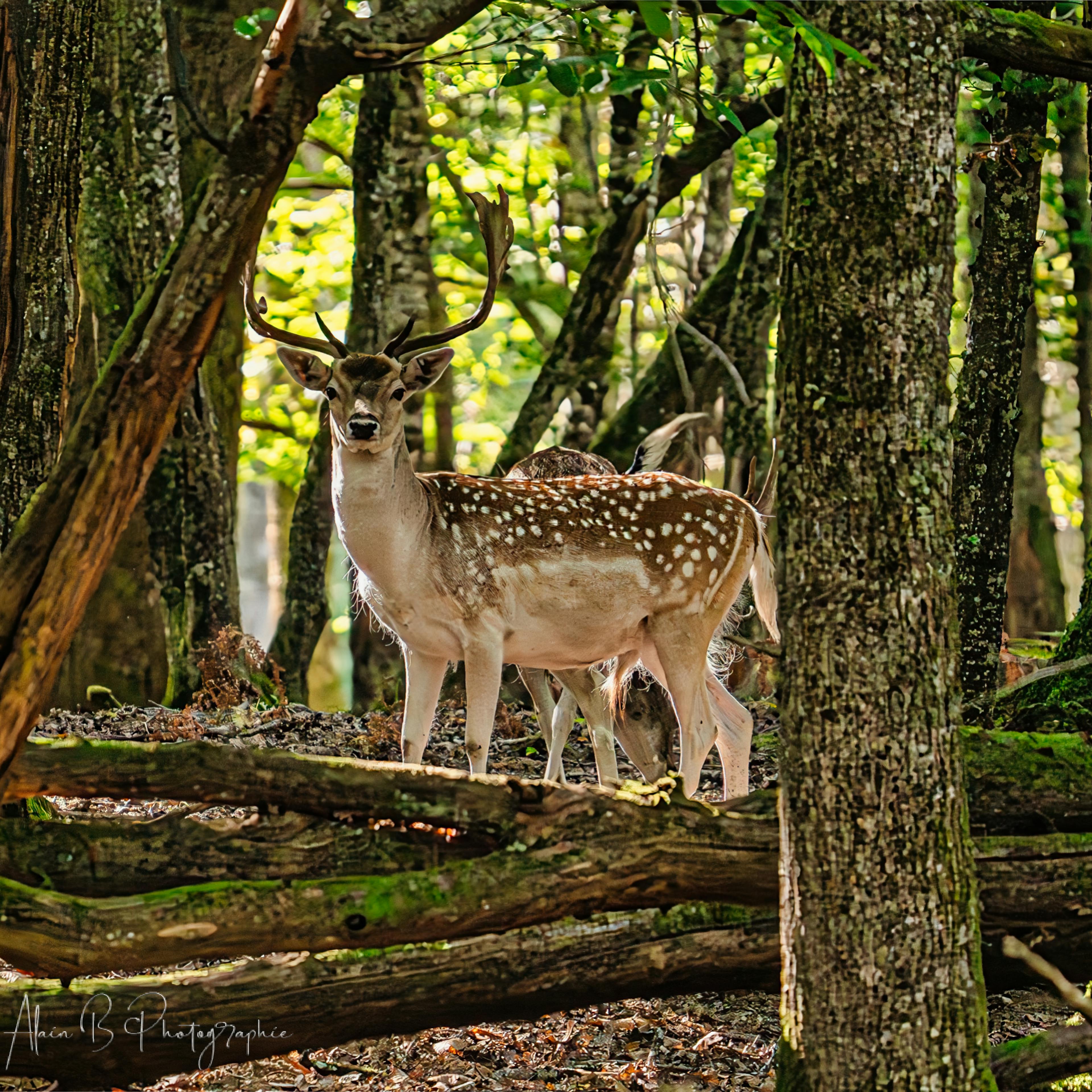 Daim parc de Boutissaint