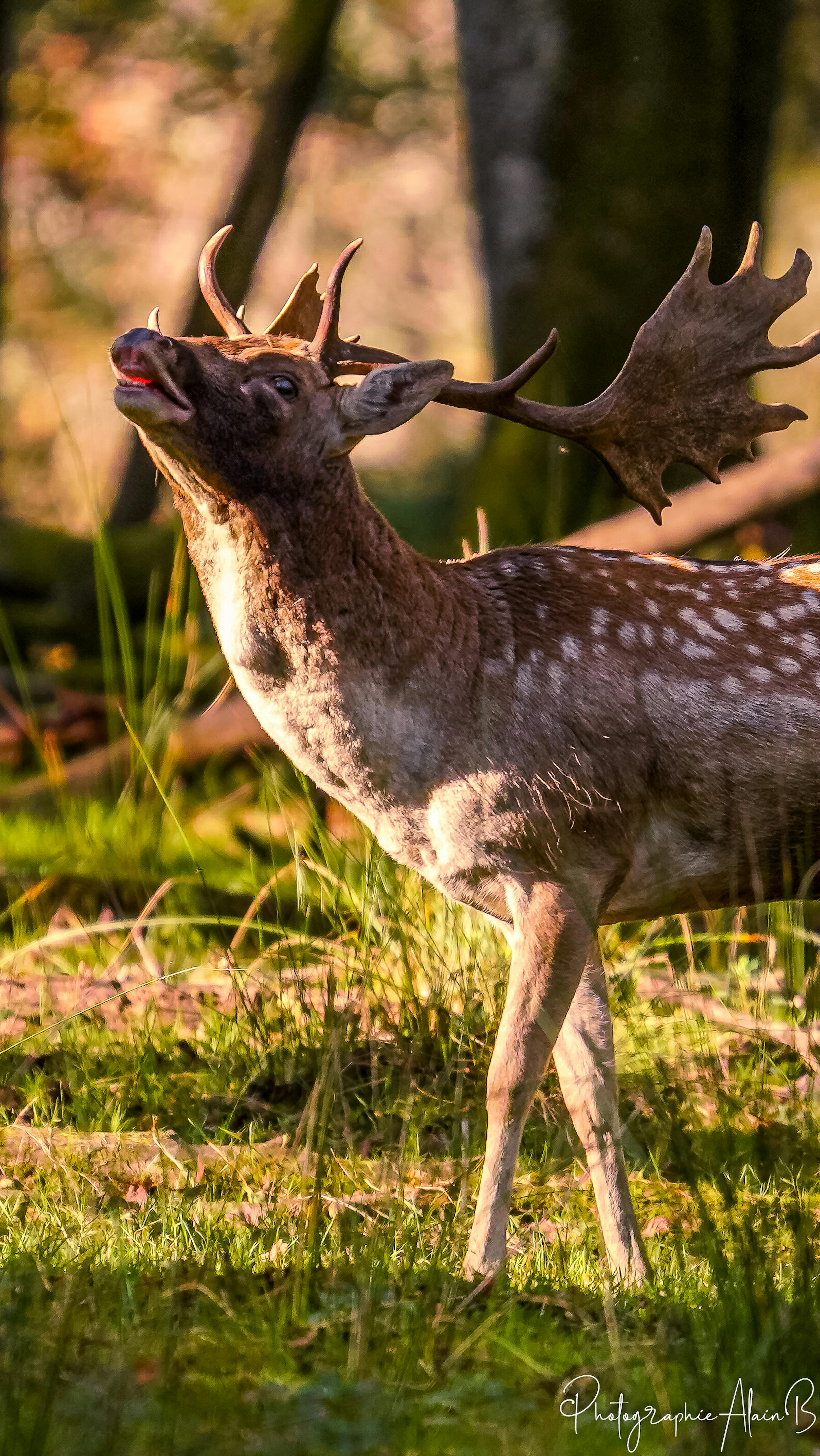 Daim mâle parc de Boutissaint