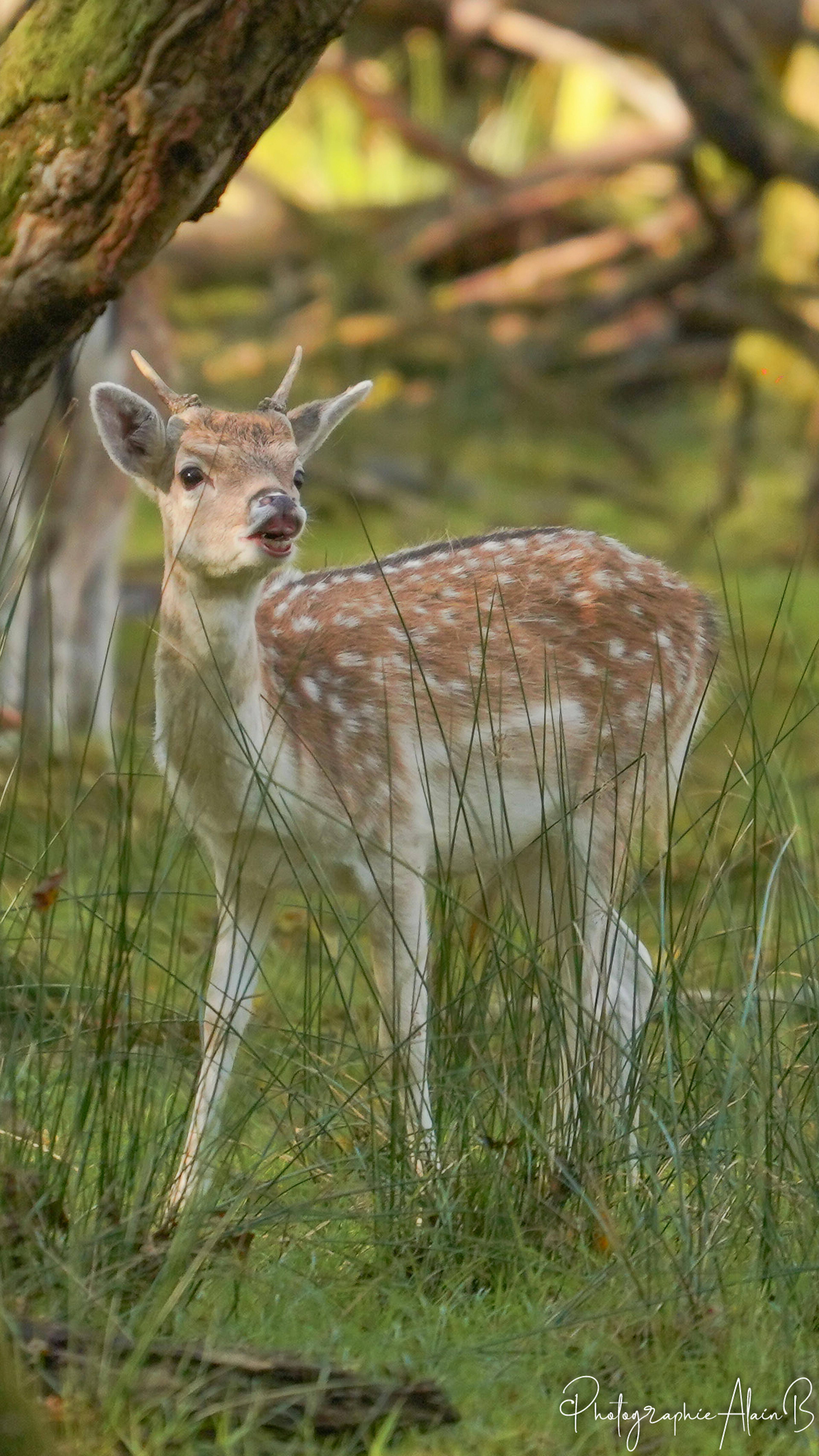 Jeune daim parc de Boutissaint