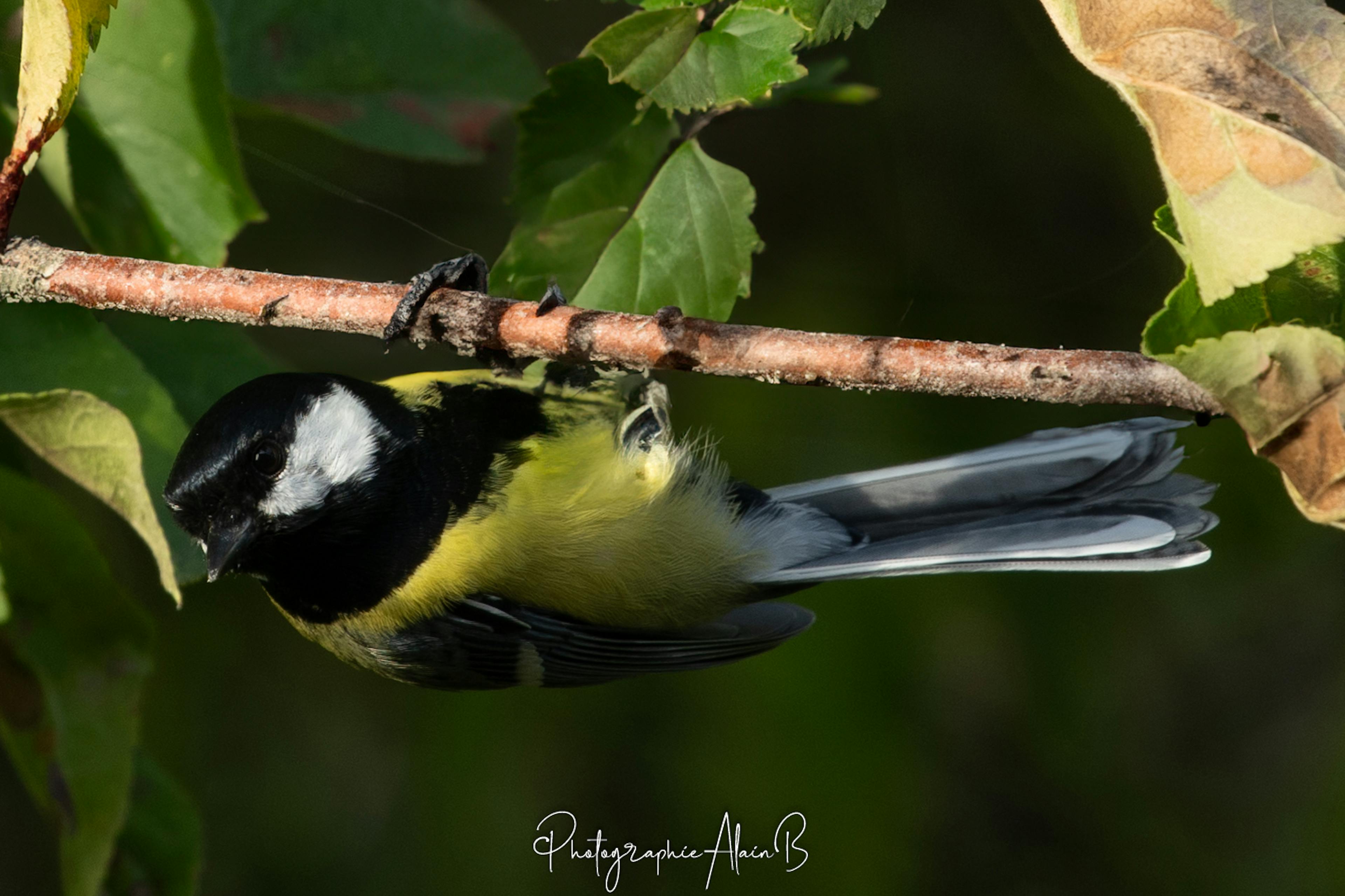 Mésanges sur sa branche