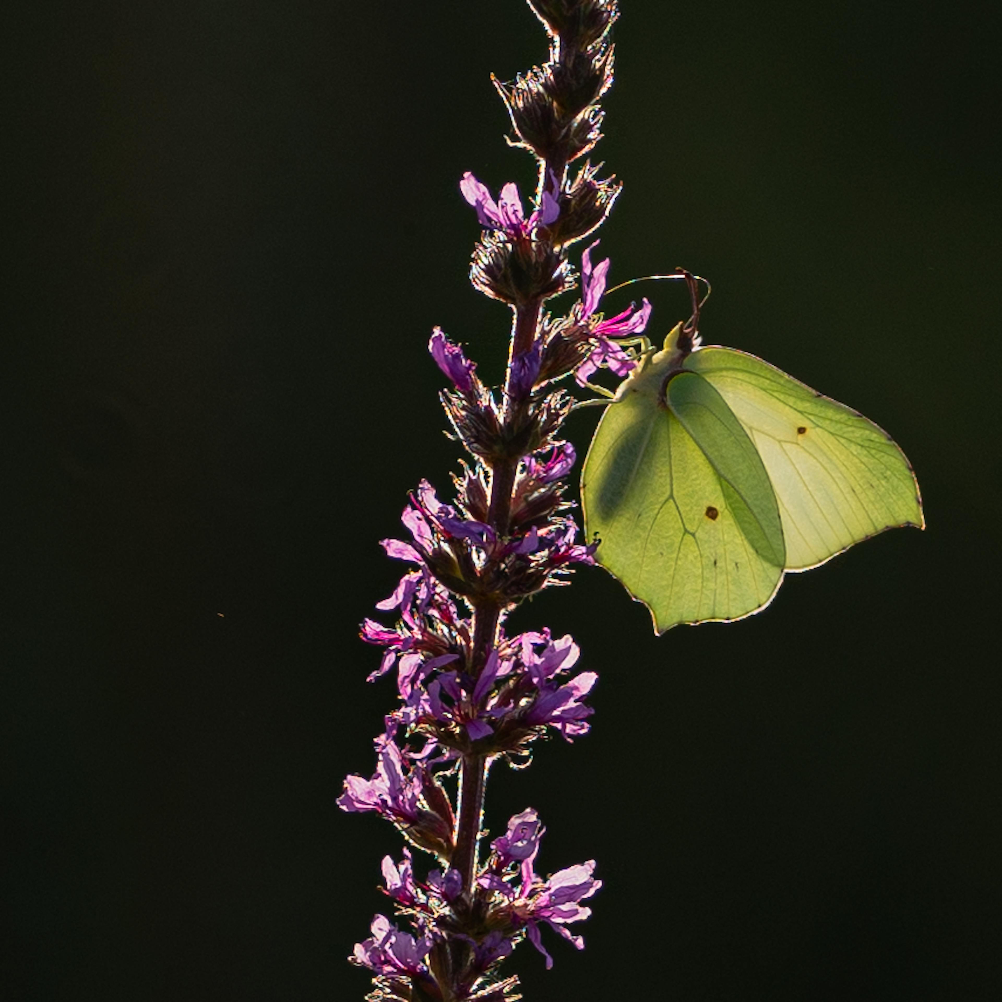 Papillon citron et fleur