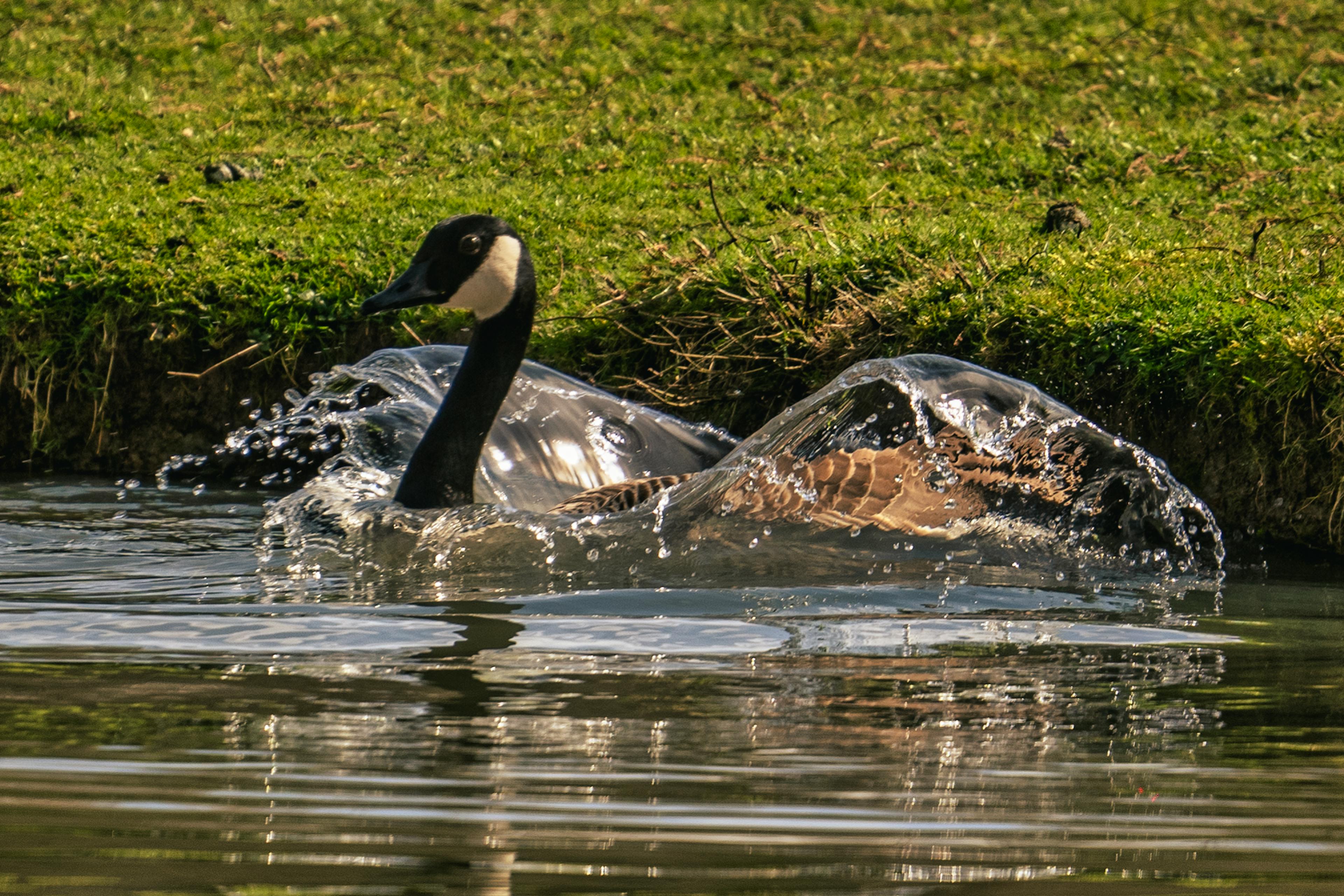 Oie Bernach aux ailes de cristal