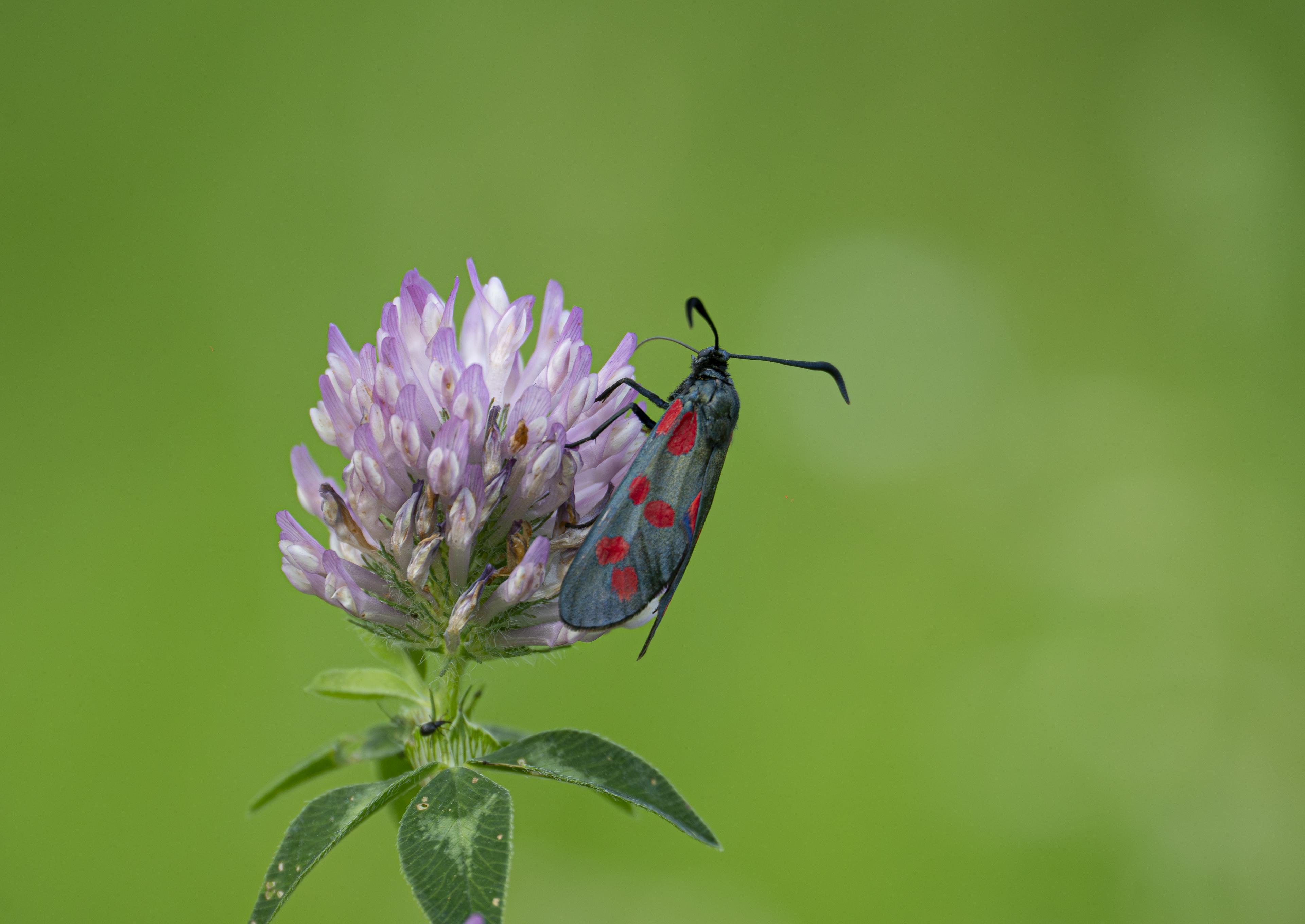 Zygène de la filipendule