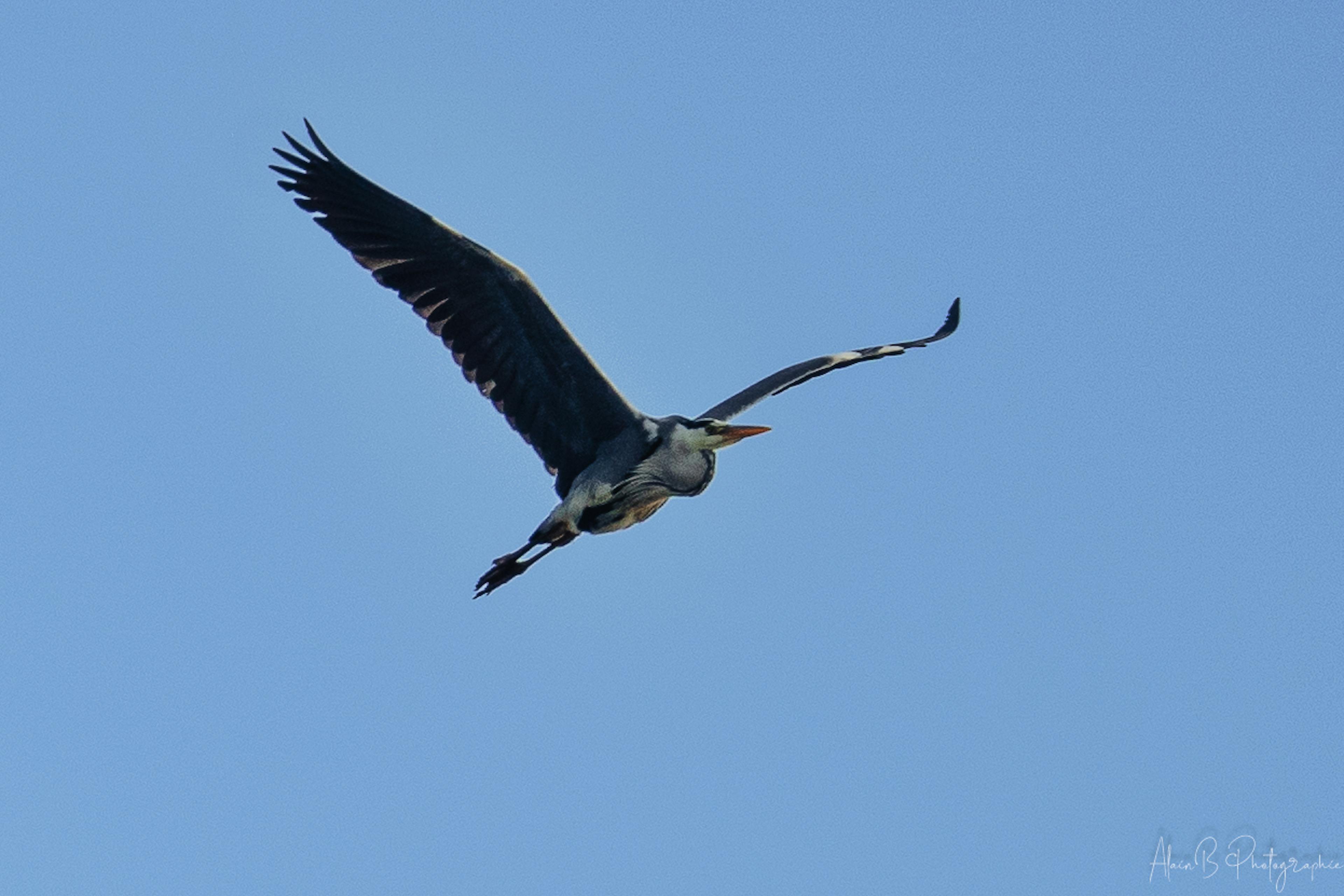 Vol du héron au dessus du Bourdon
