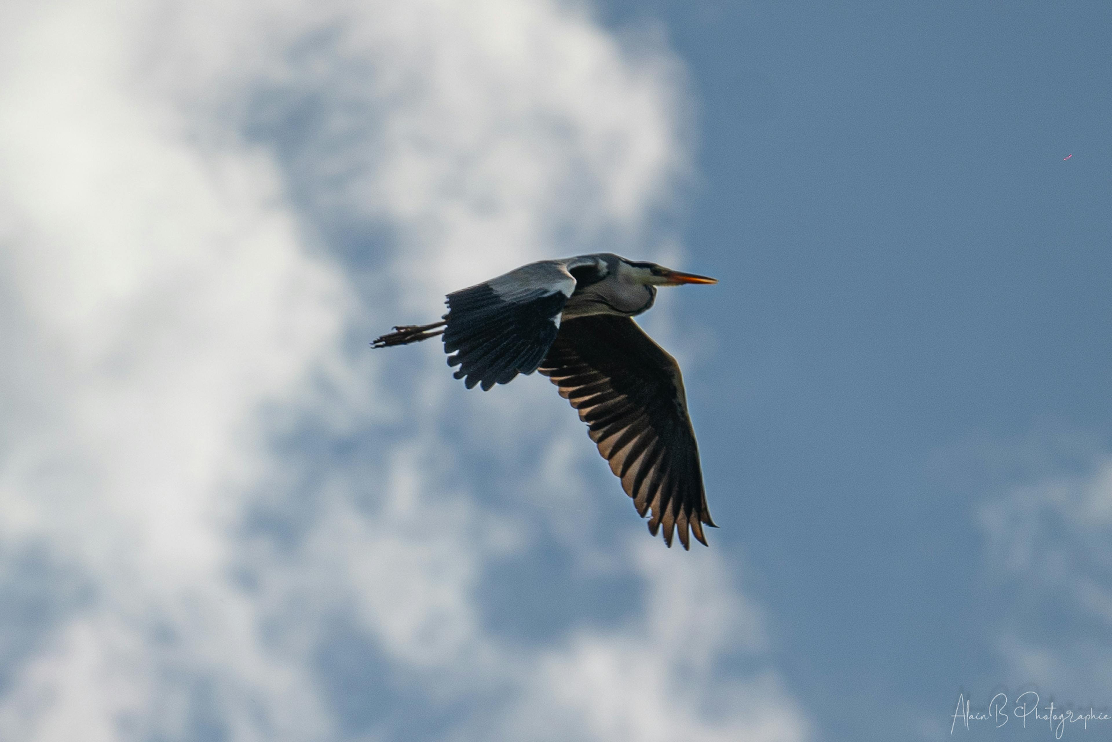 Vol du héron au dessus du Bourdon