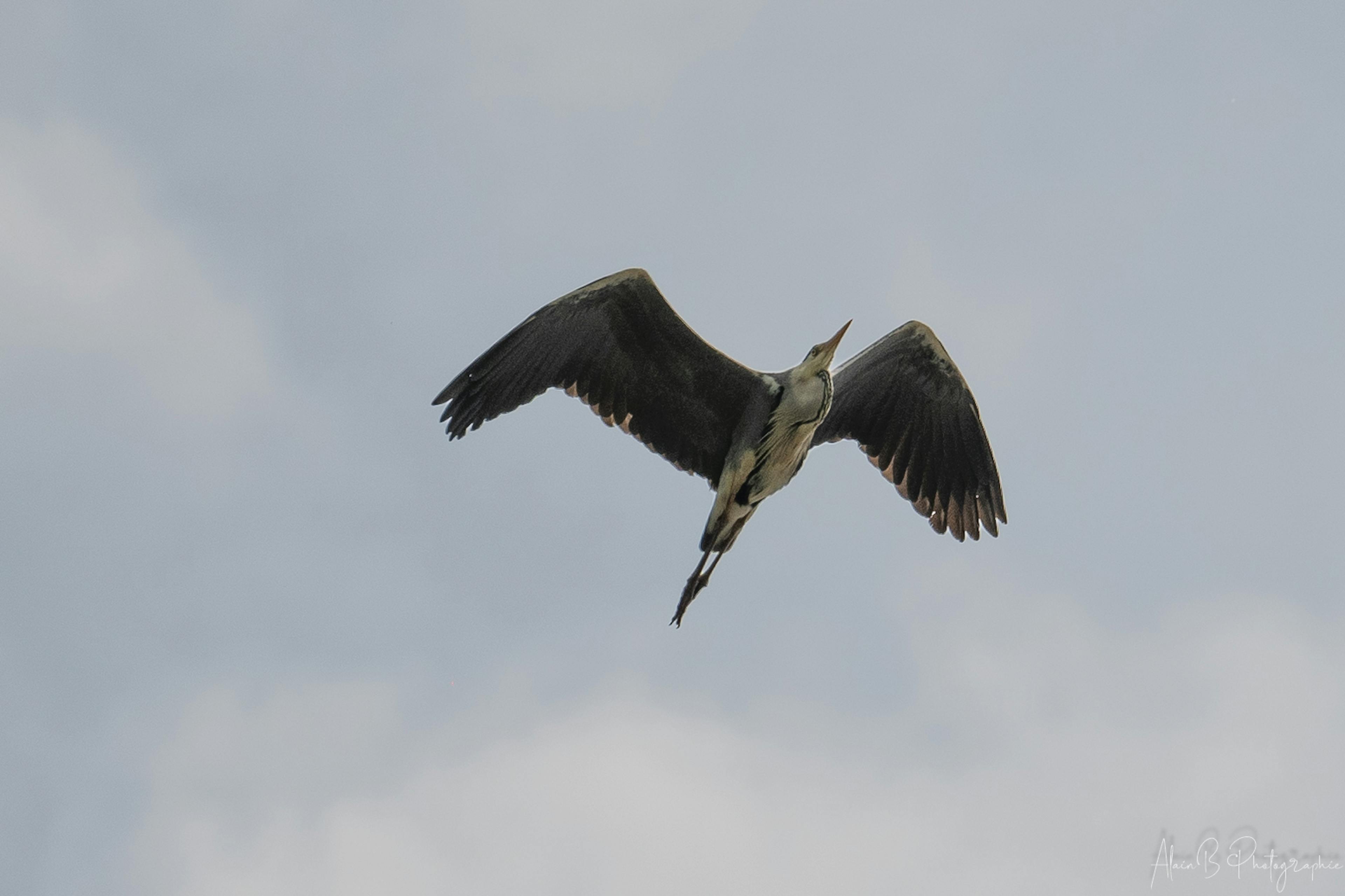 Vol du héron au dessus du Bourdon