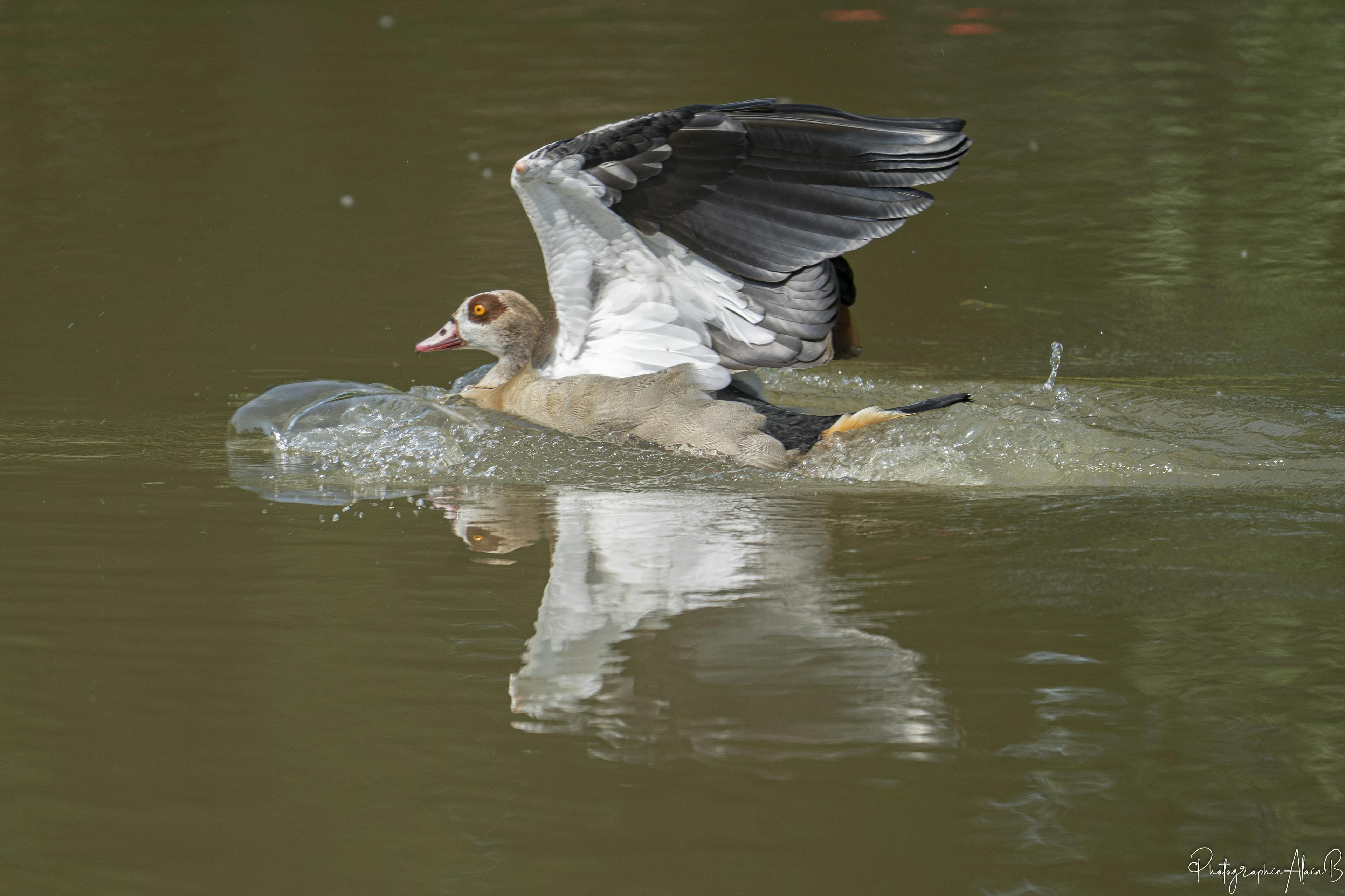Le plongeon du canard