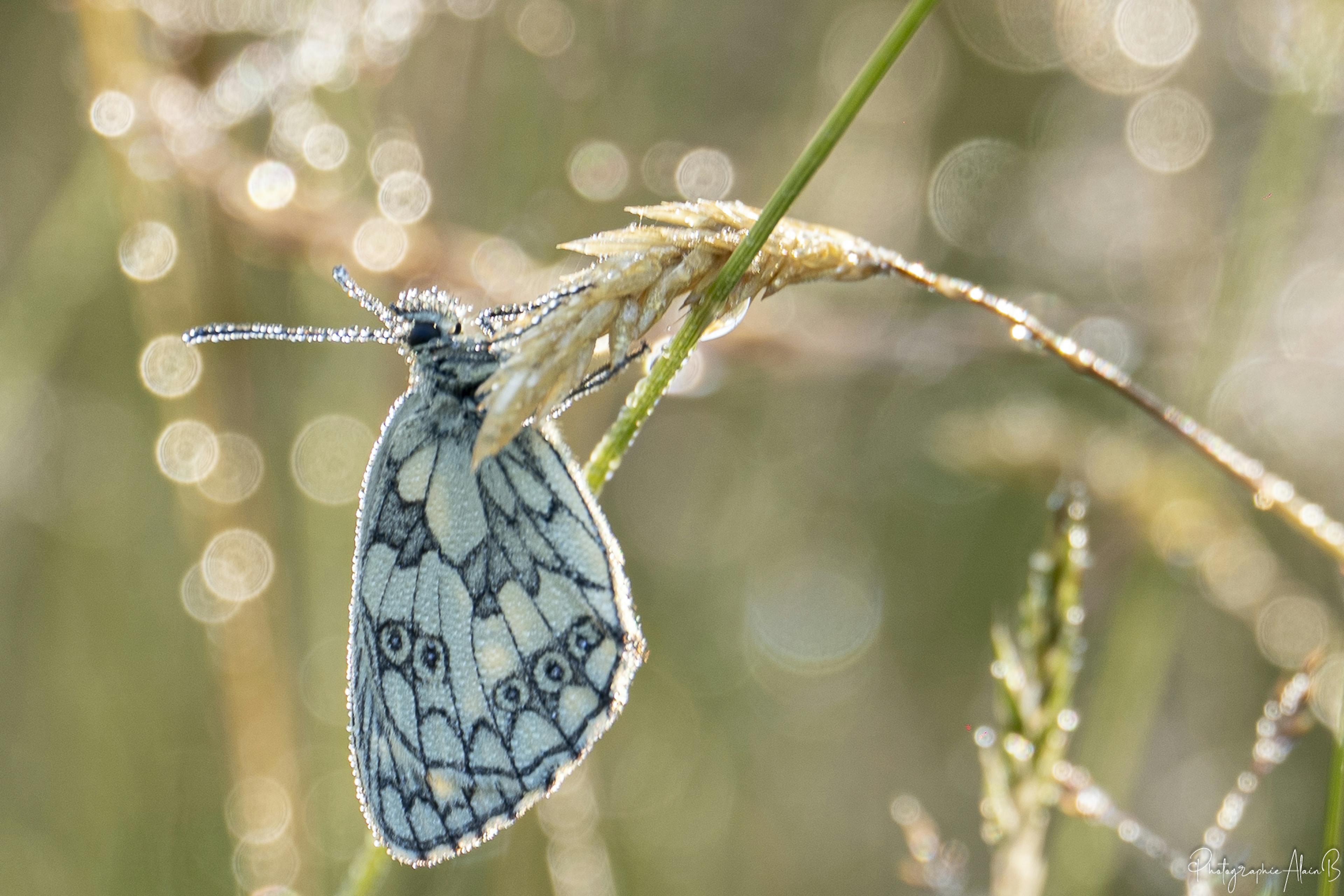 Papillon au petit matin