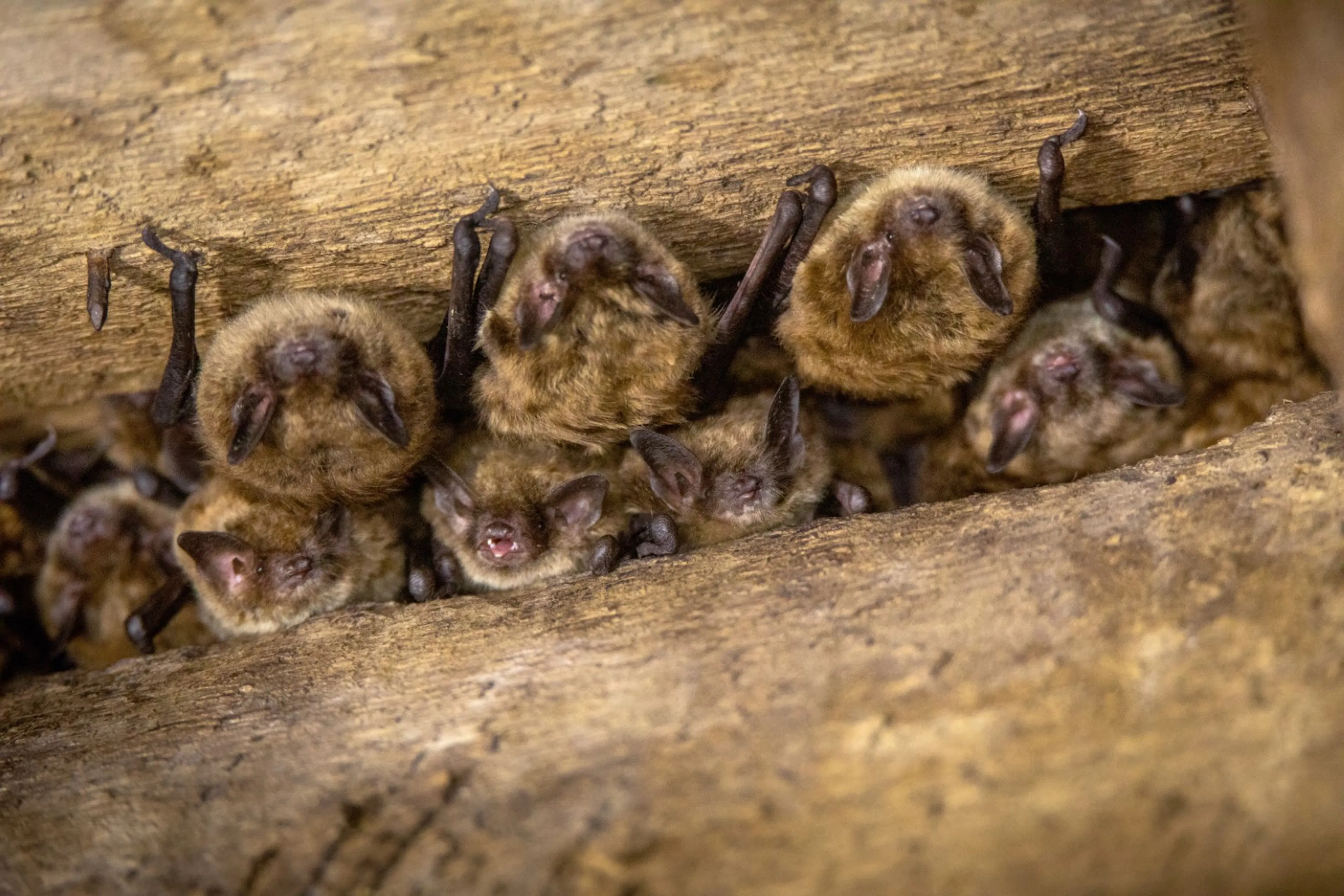 A group of bats