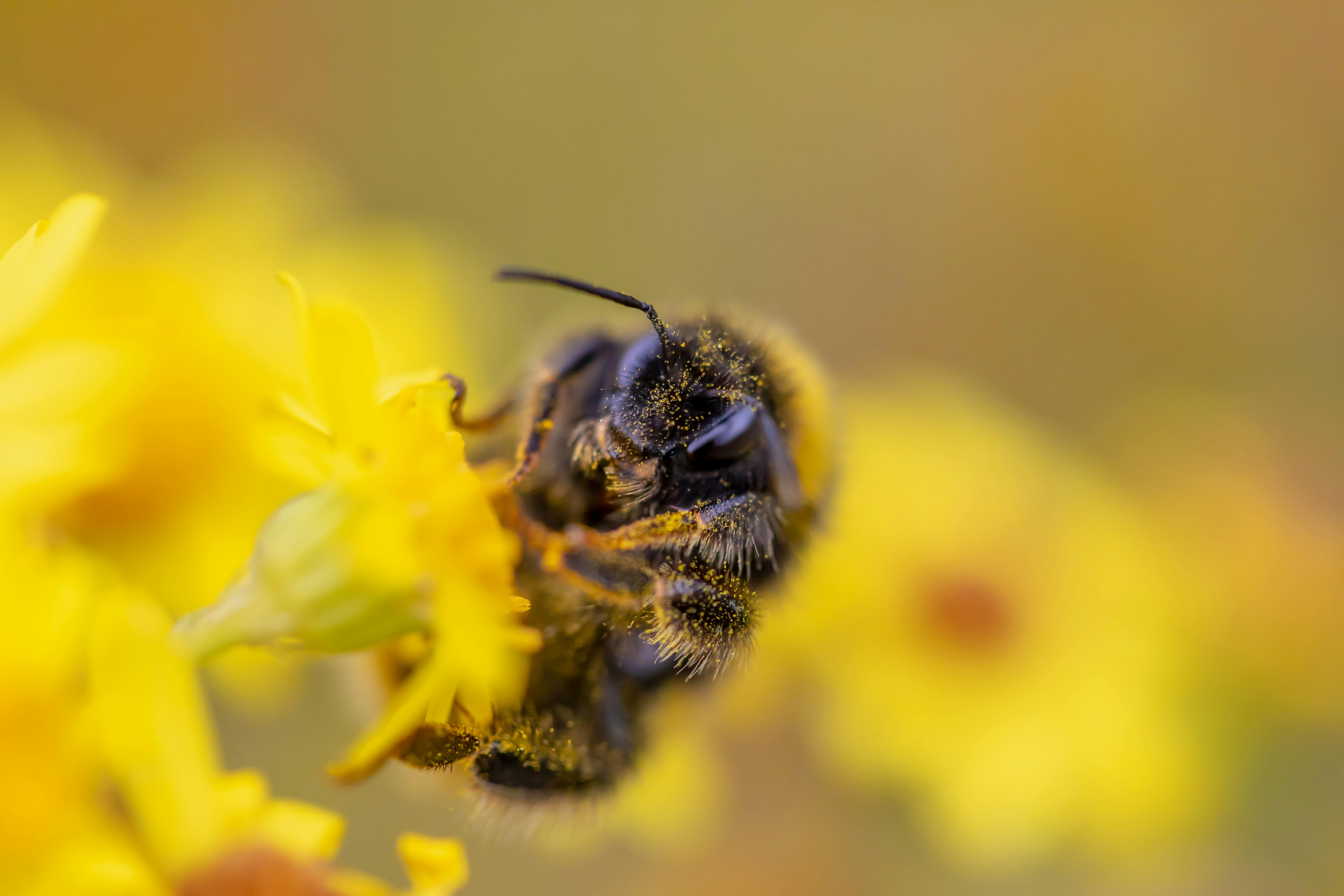 Alberta Native Bee Council organizational capacity building | Alberta ...