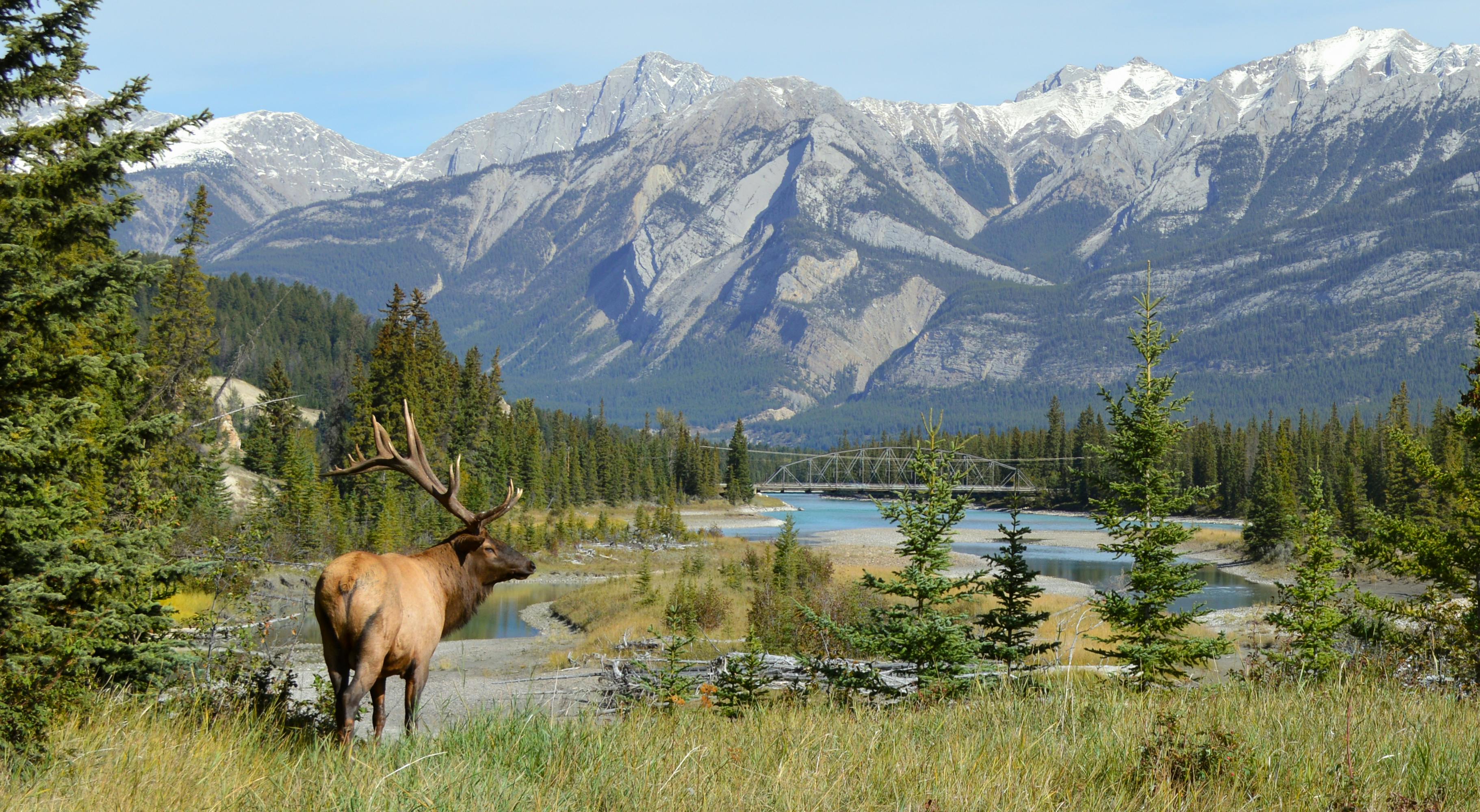 Elk overlooking moutains
