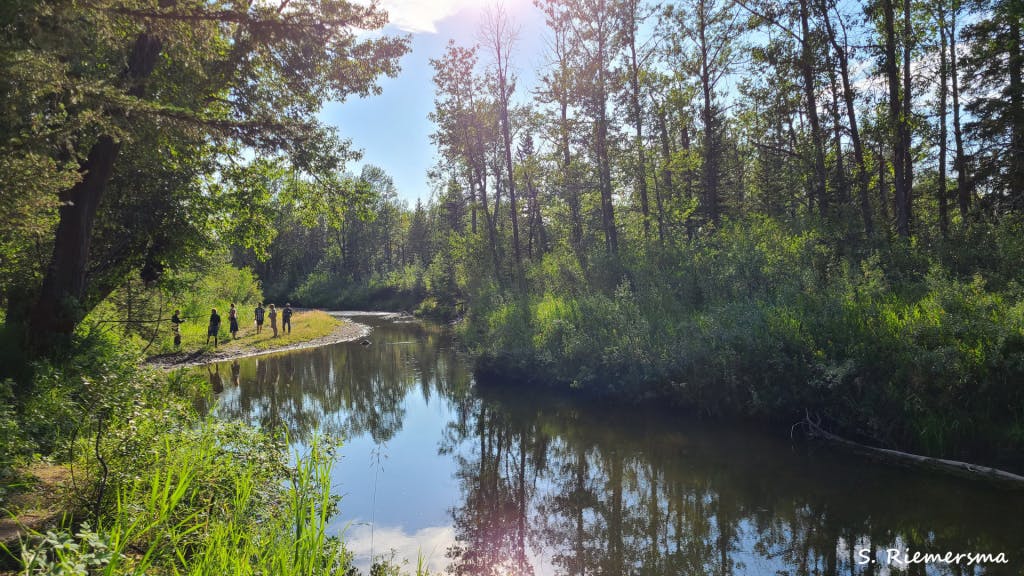 A group of volunteers walks alongside a forest creek