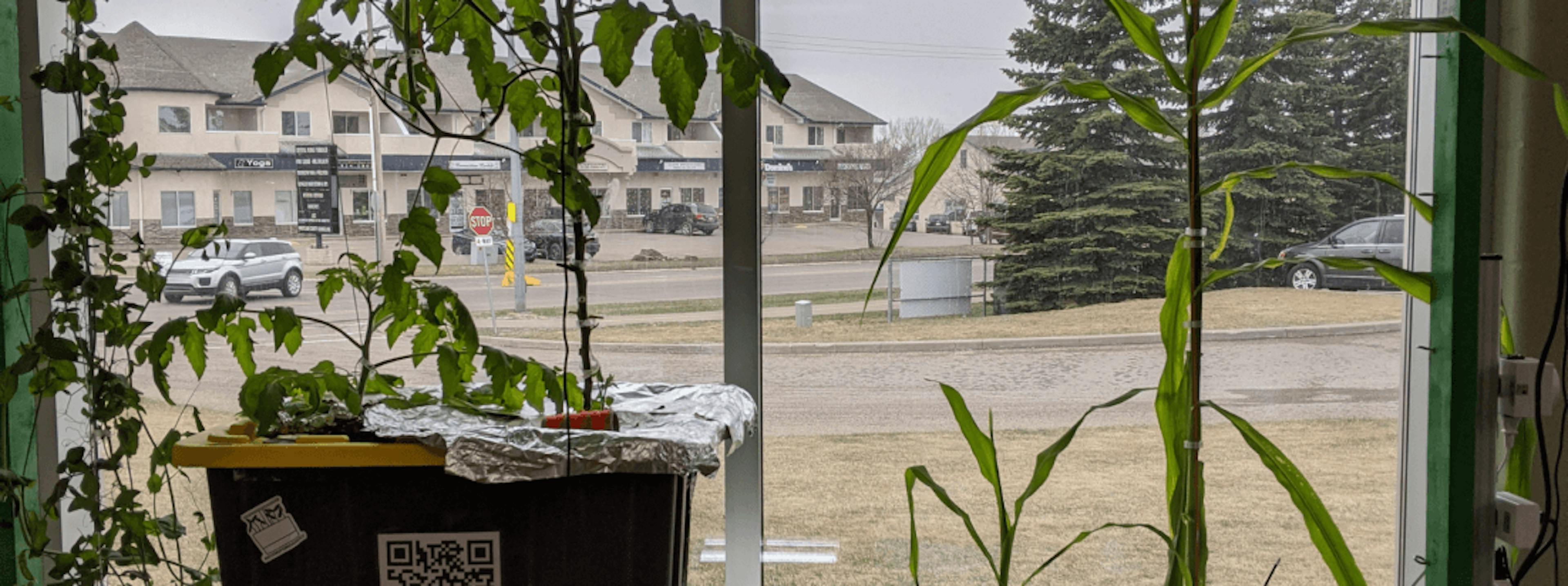 Plants being grown inside a building, near a window.