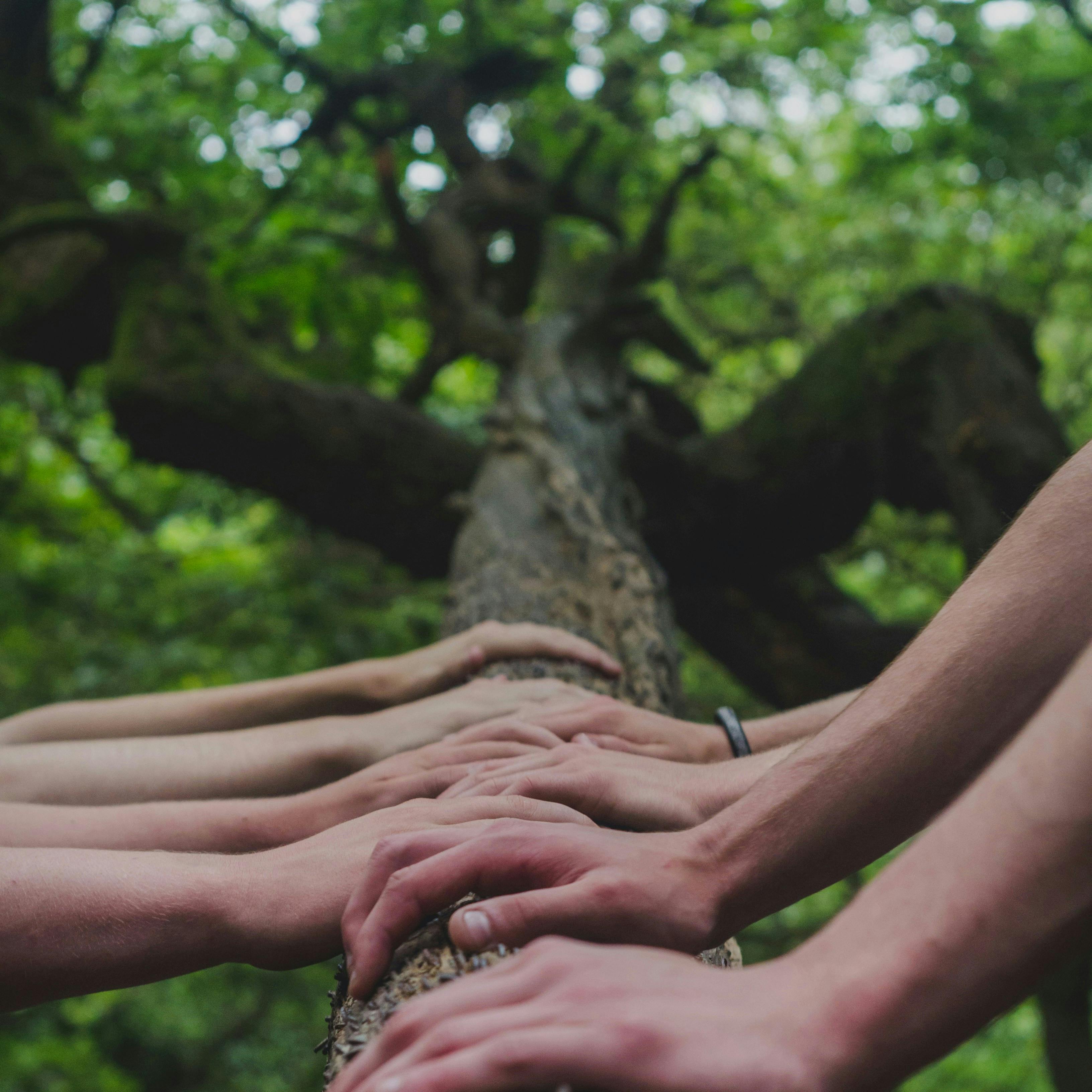 Multiple hands on a tree trunk