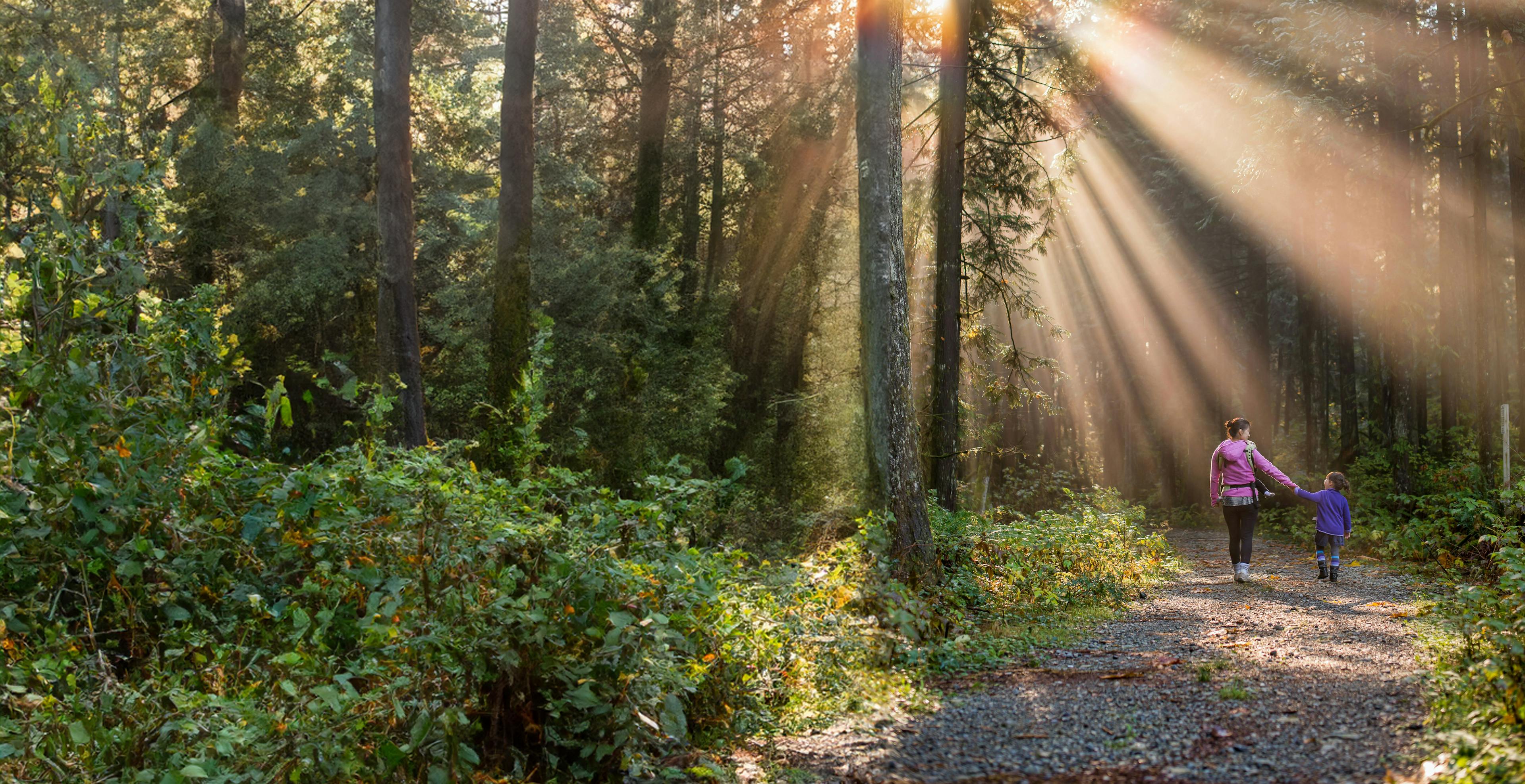 Adult and child walk hand in hand through a sunlit forest