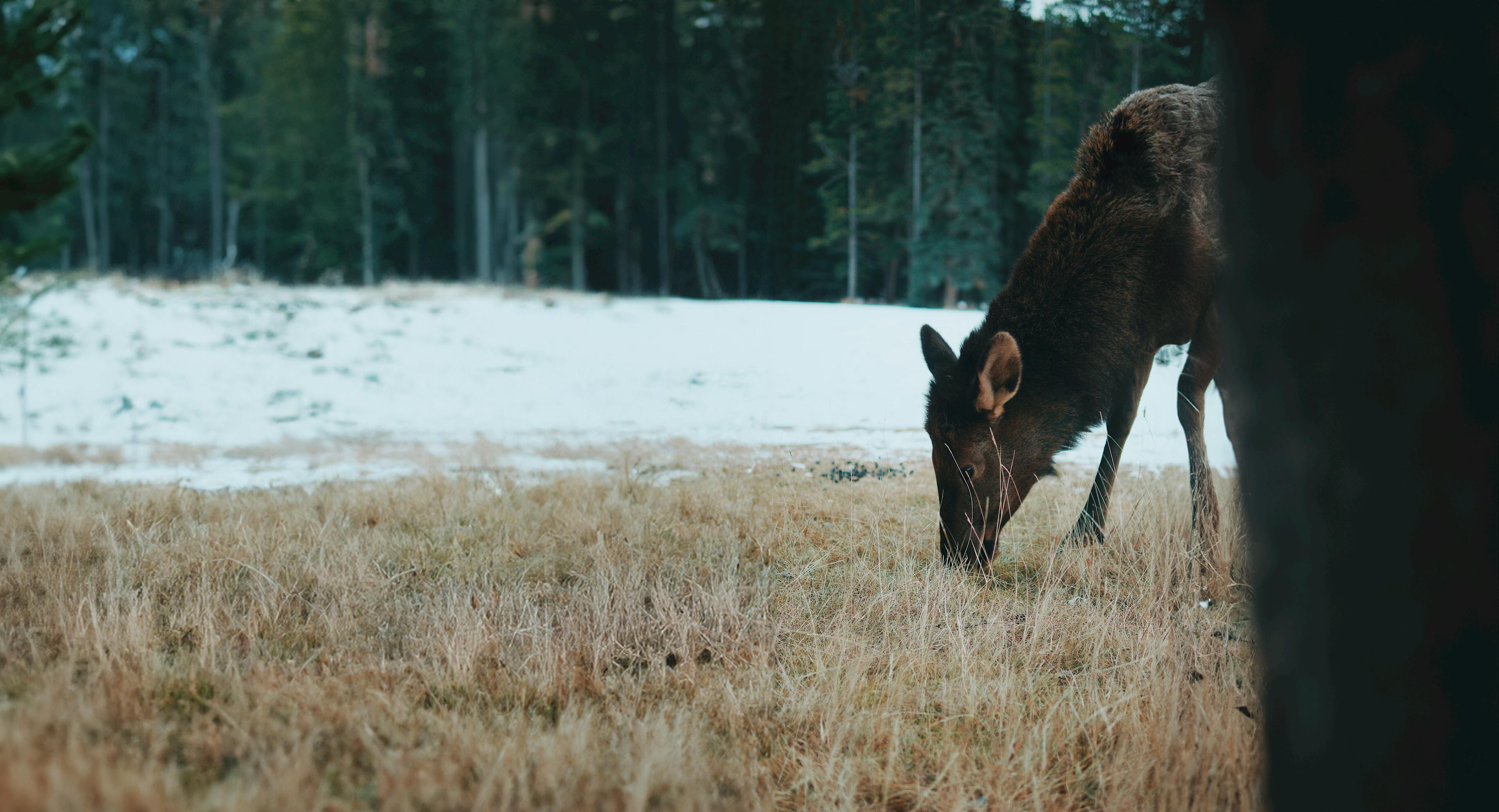 Moose eating in a field 