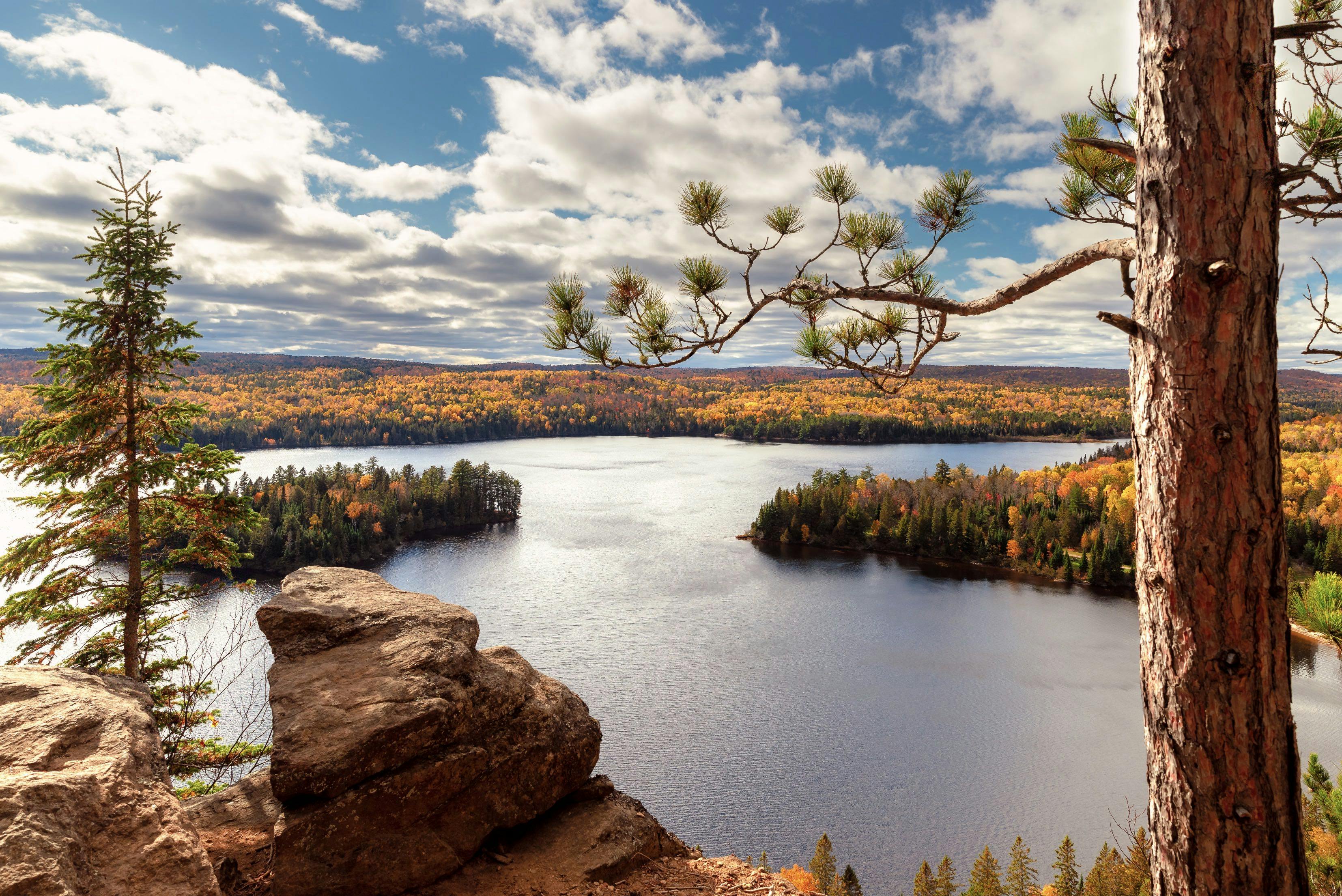 Forêt d'automne du lac d'Algonquin au parc d'Algonquin