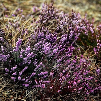 purple flowers (credit Alex Lazarević)