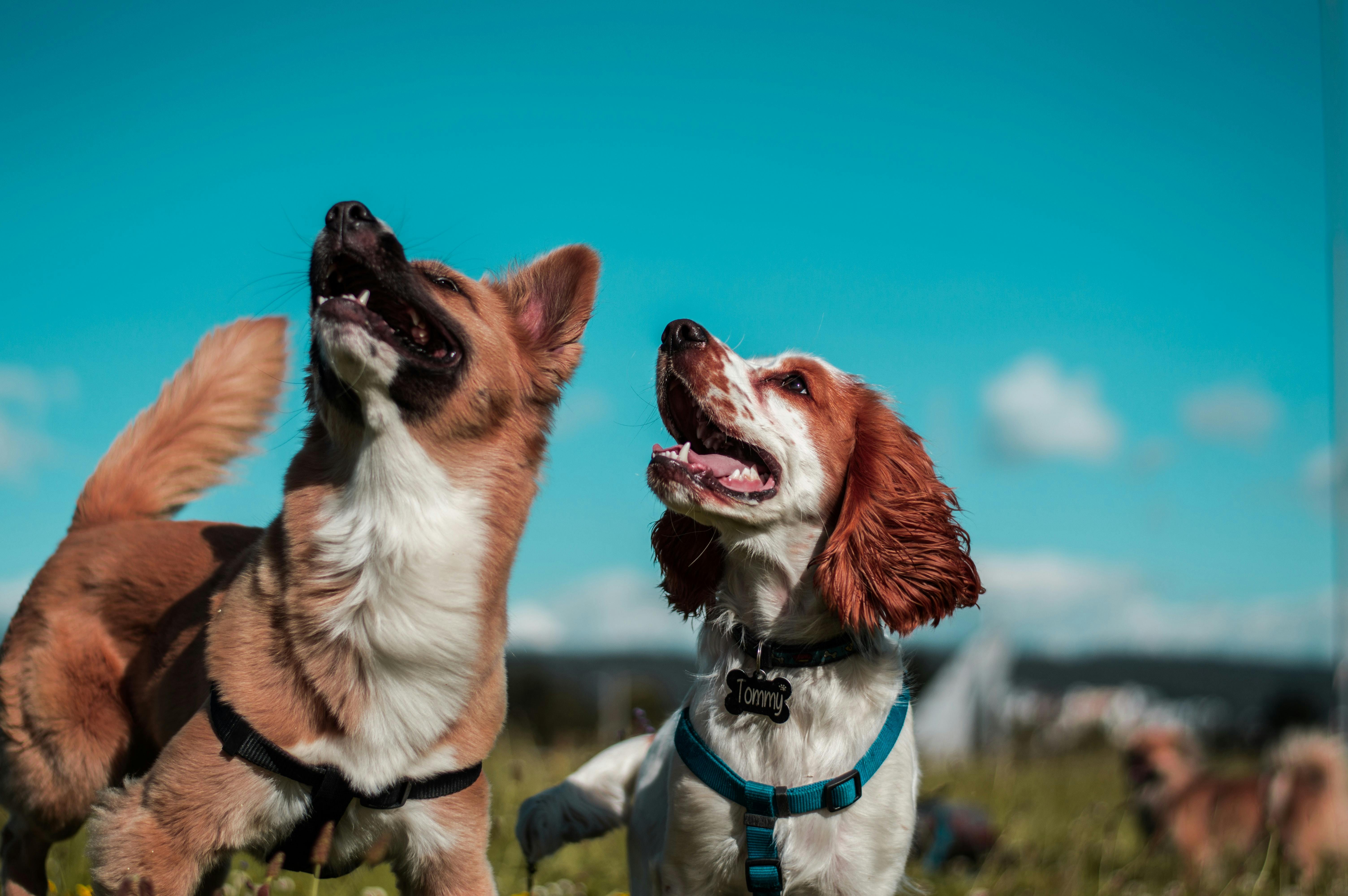 can dogs travel on luas