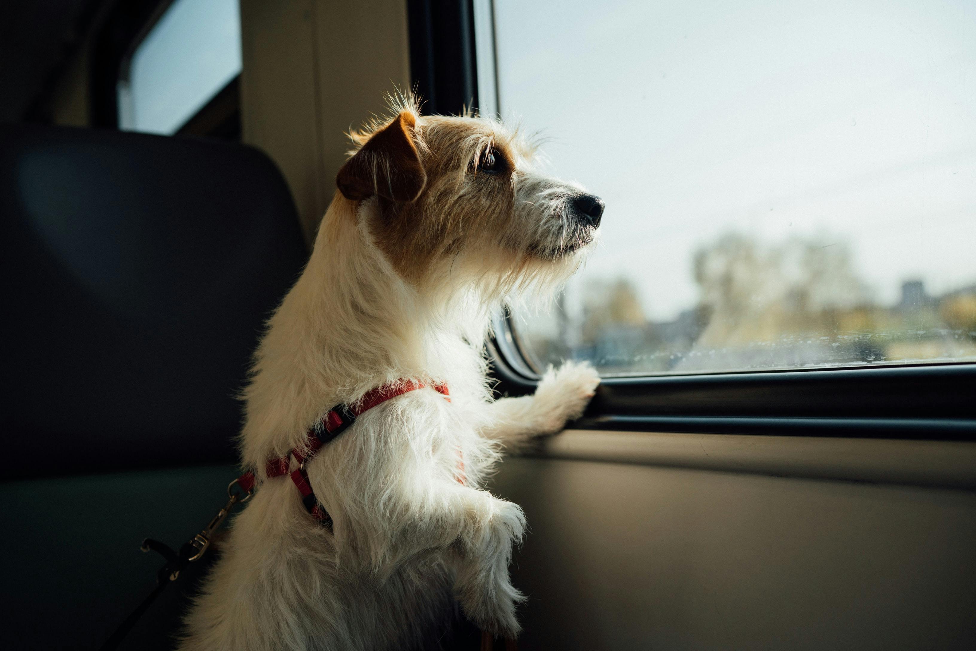 can dogs travel on luas