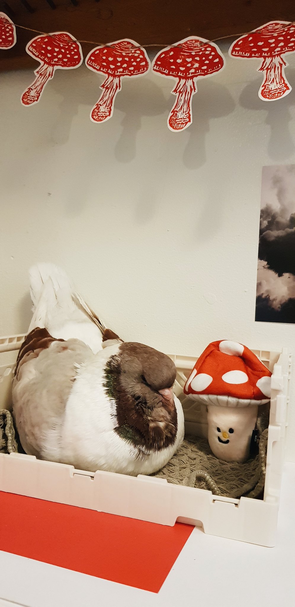 A white and cream Modena pigeon in a crate with a stuffed mushroom